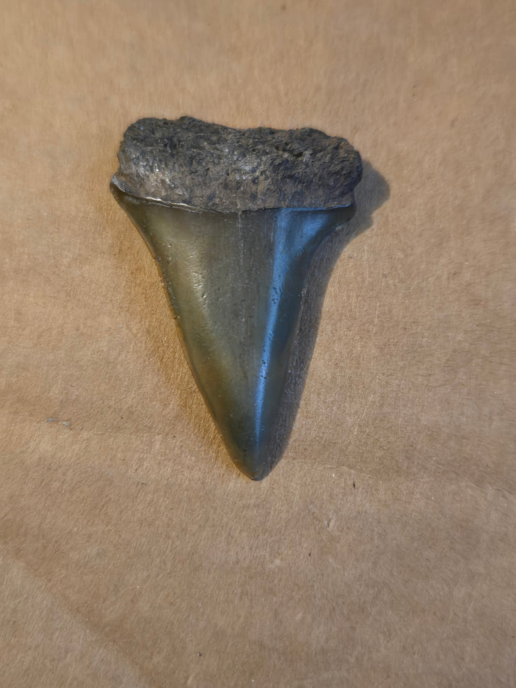 Fossil shark tooth