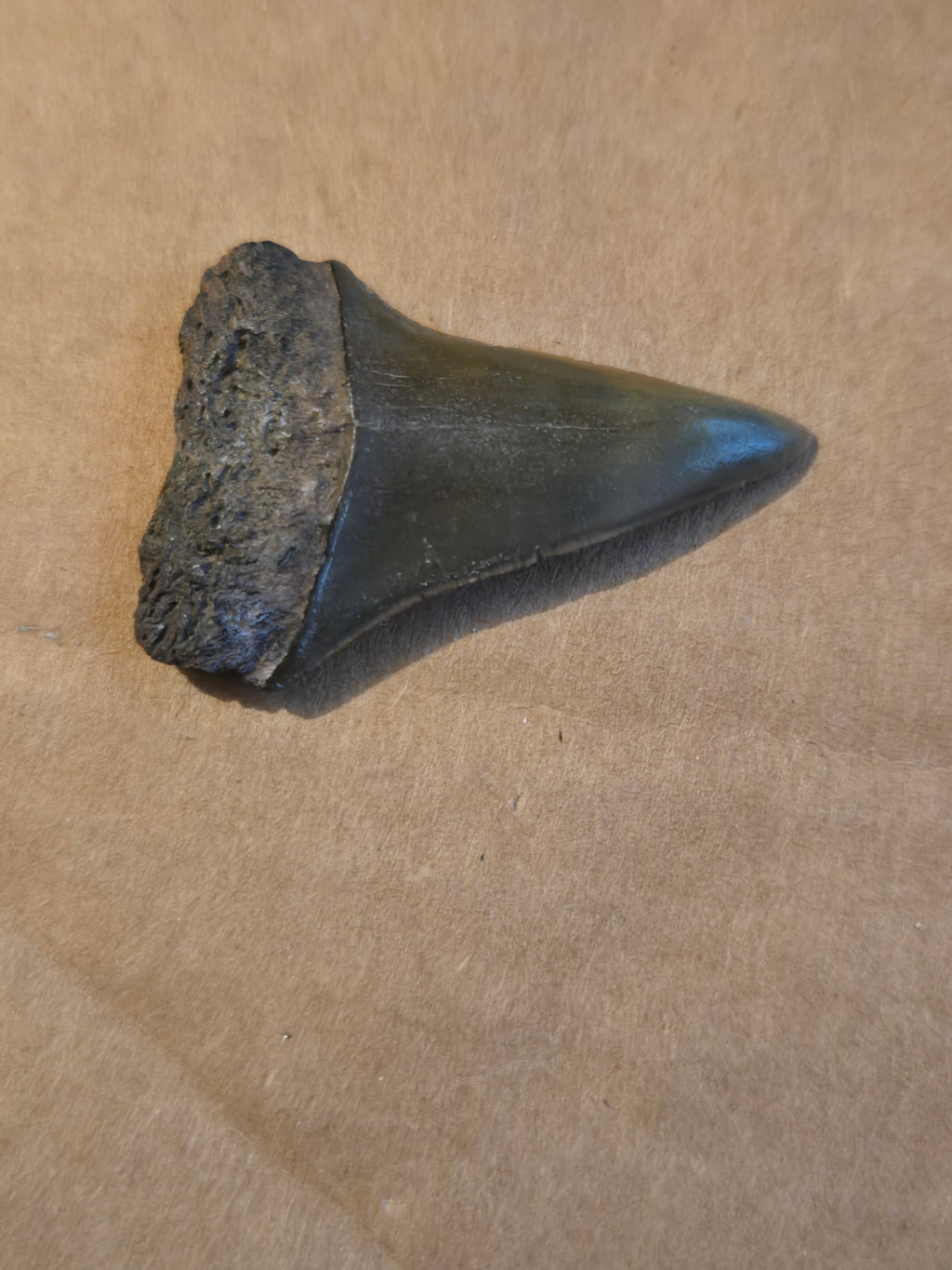 Fossil shark tooth