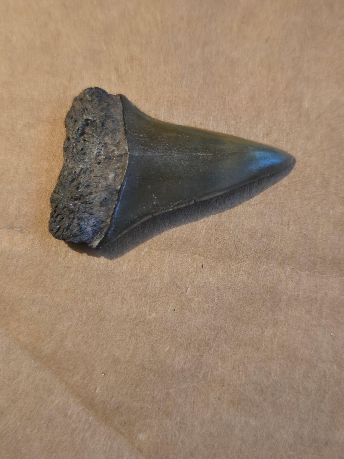 Fossil shark tooth