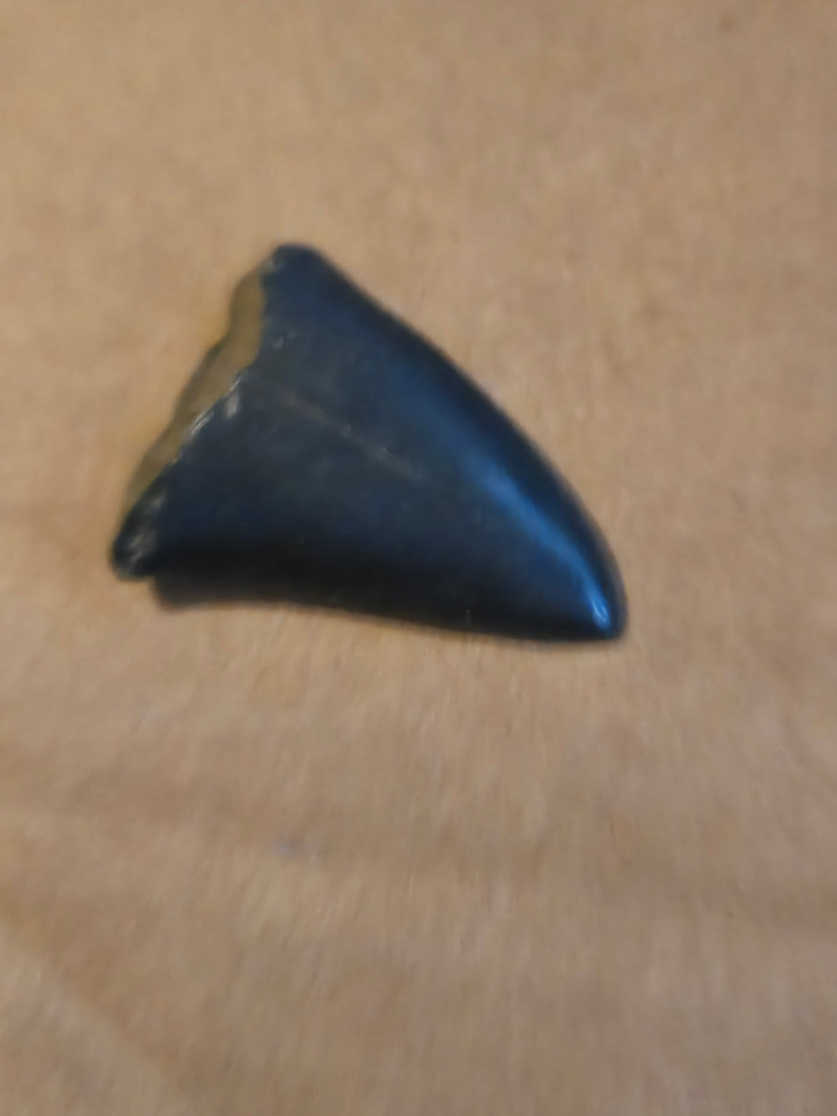 Fossil shark tooth