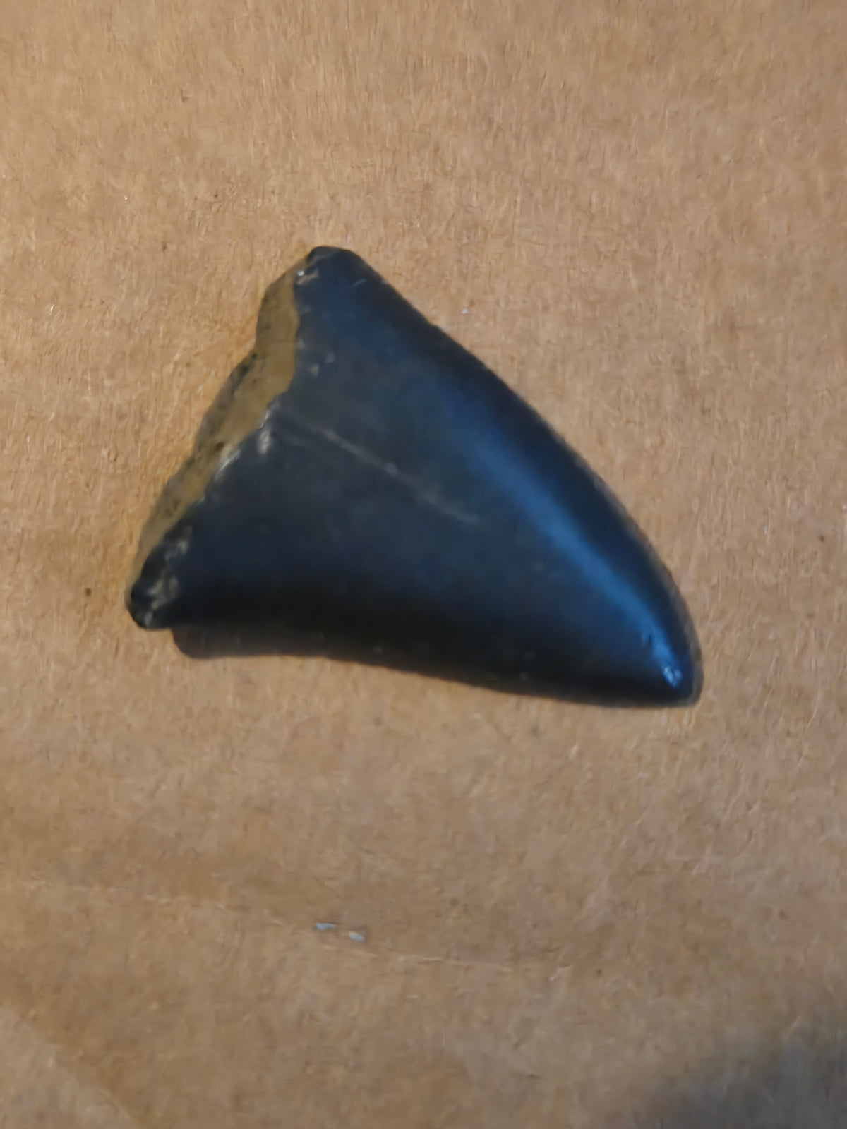 Fossil shark tooth