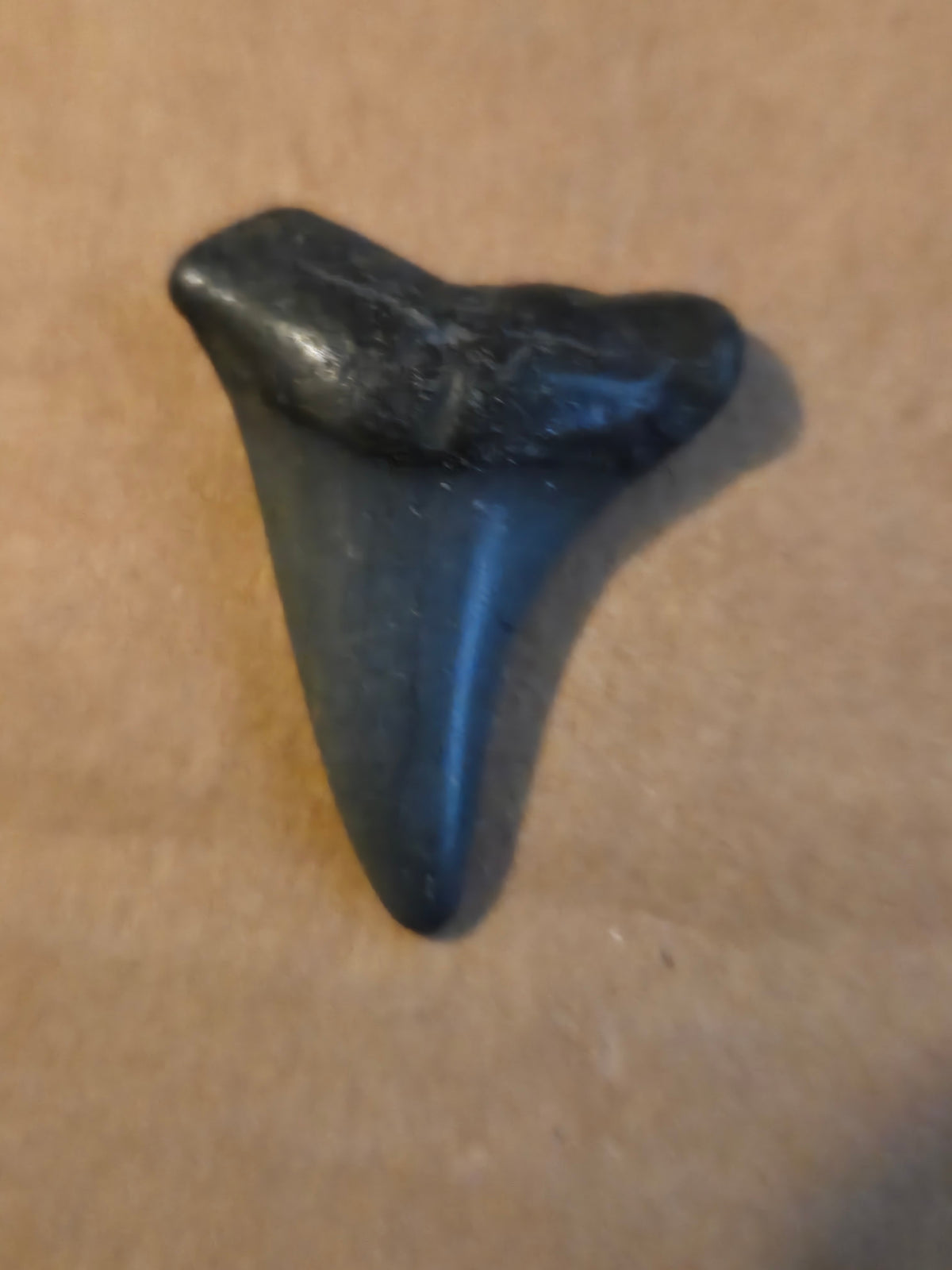 Fossil shark tooth