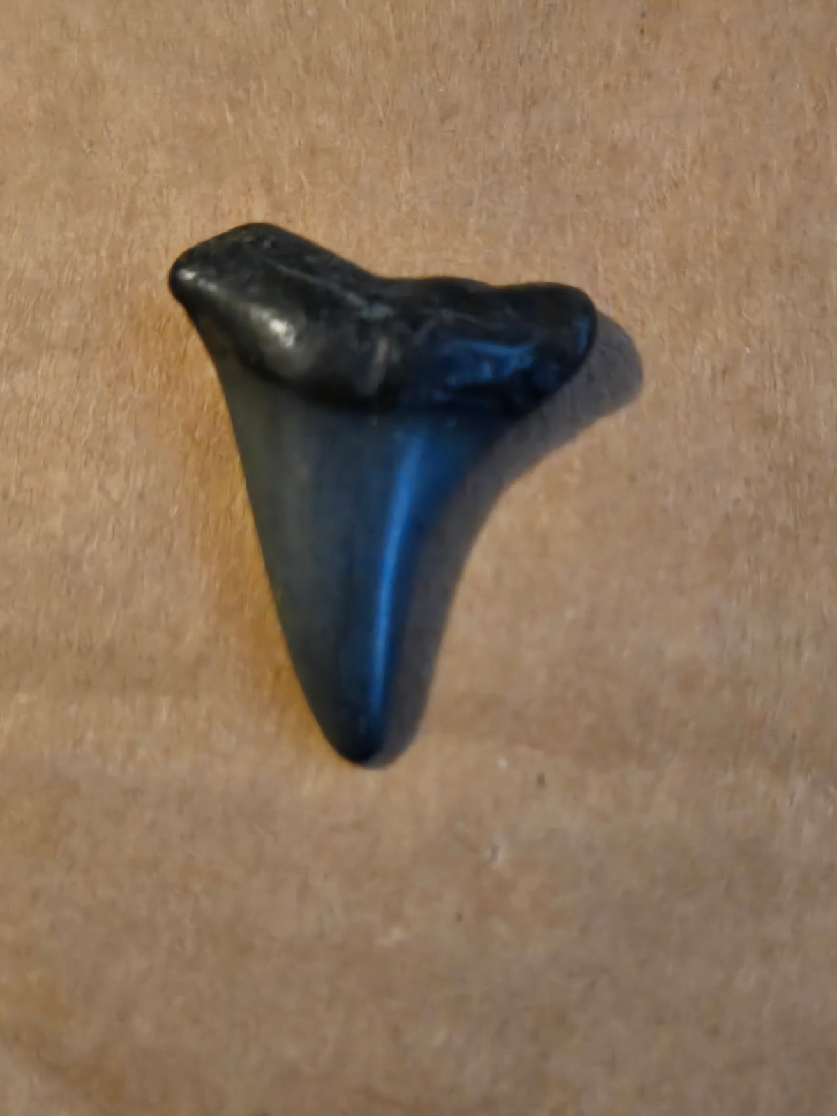 Fossil shark tooth