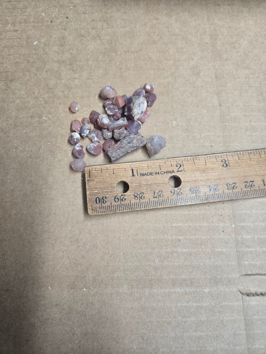 Agatized Gastropod Lot