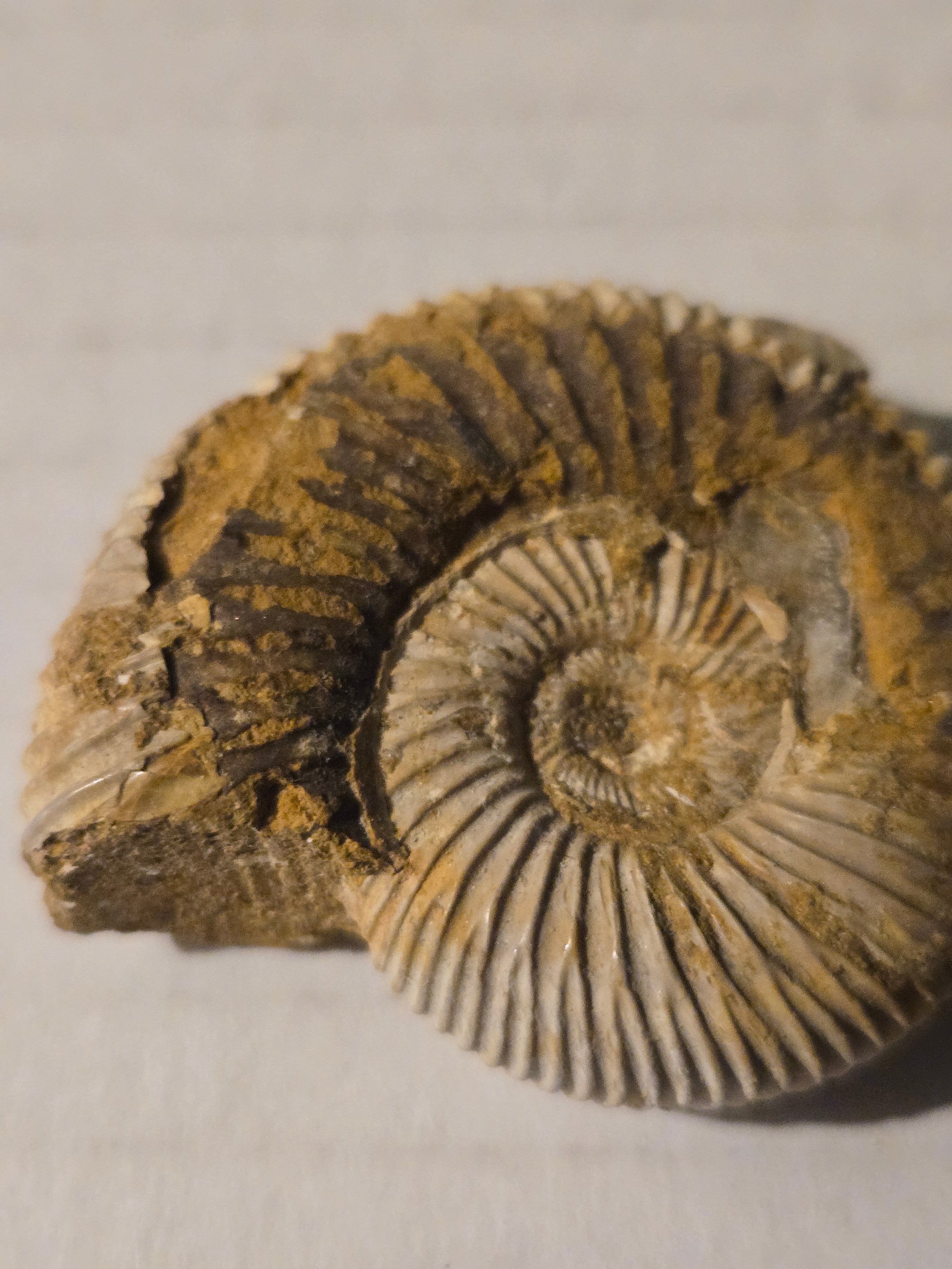 Ammonite