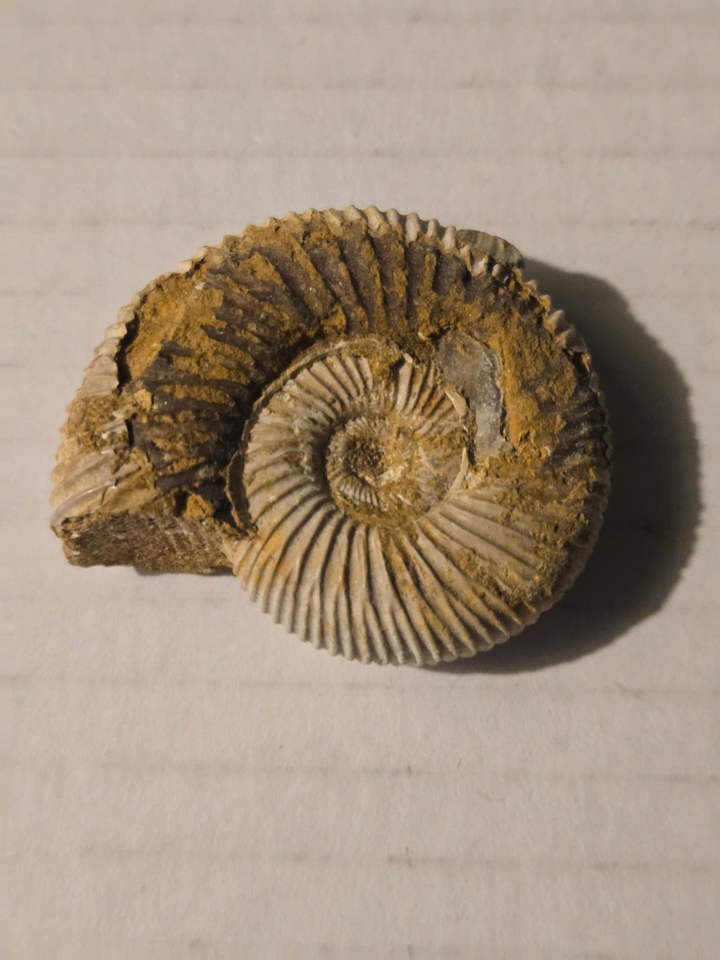 Ammonite