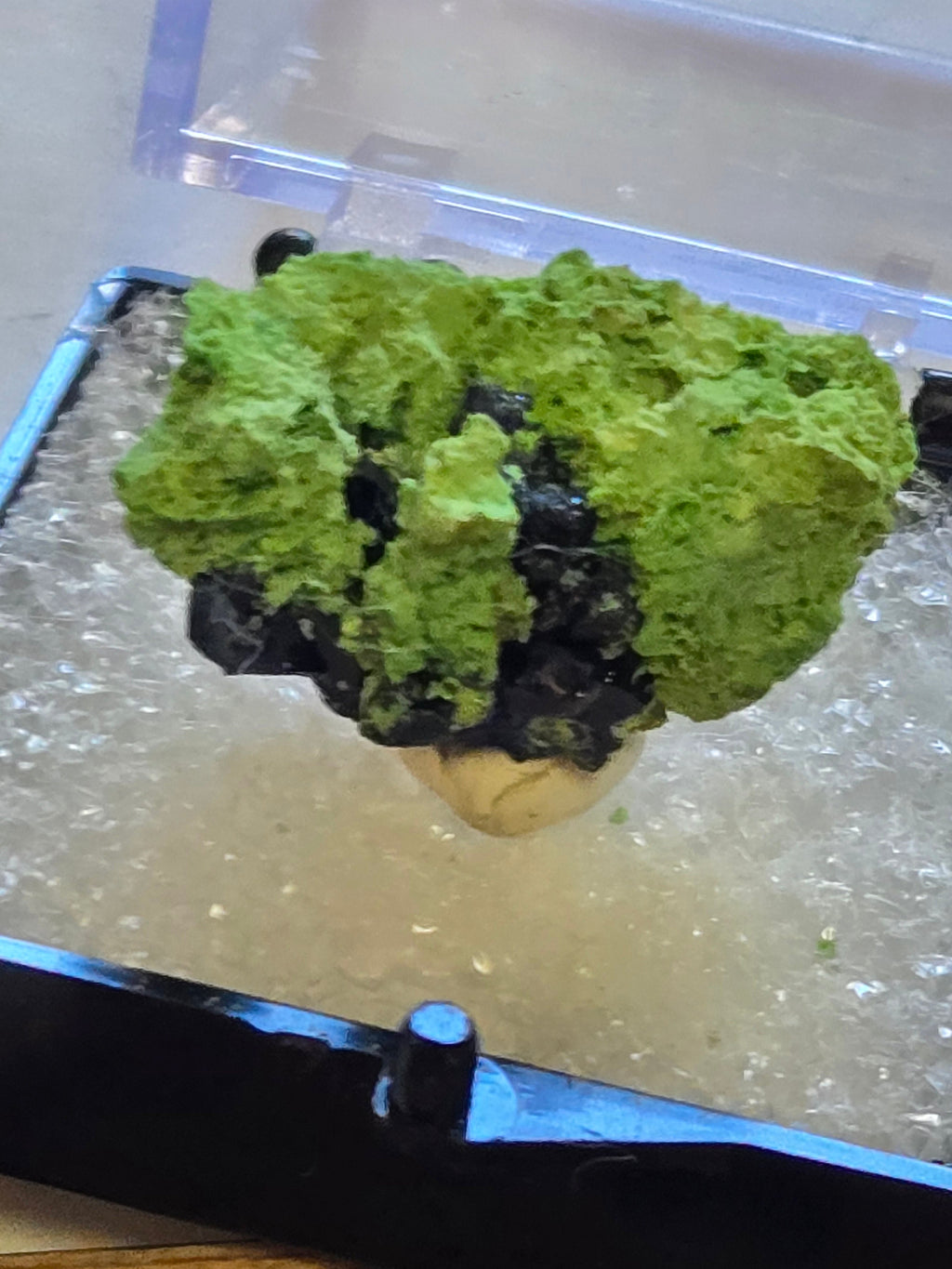 Arsentsumebite on Azurite