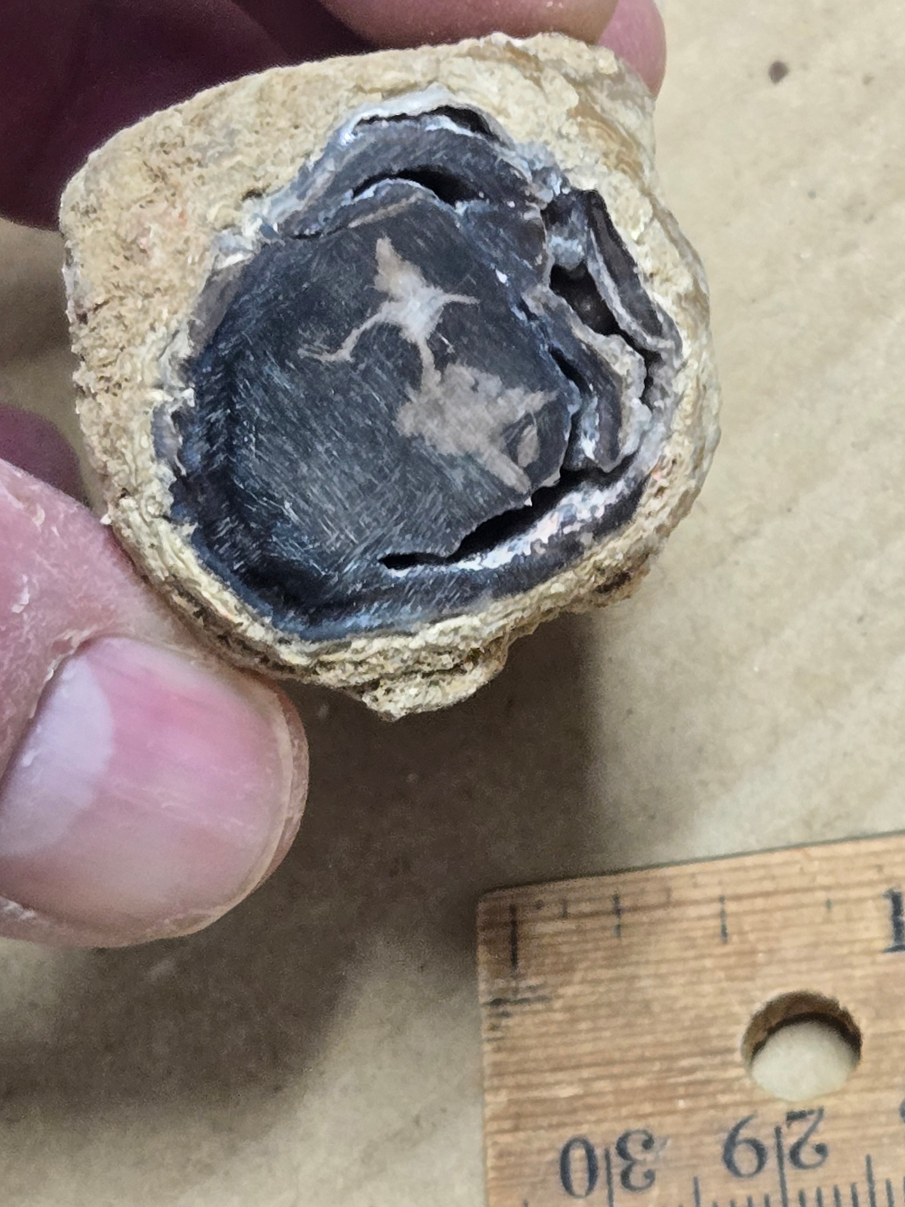 Blue Forest petrified wood