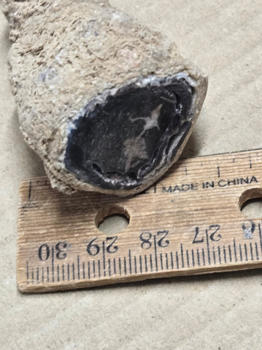 Blue Forest petrified wood