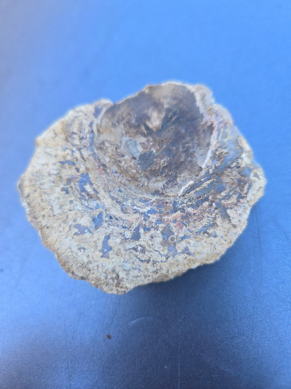 Blue forest petrified wood