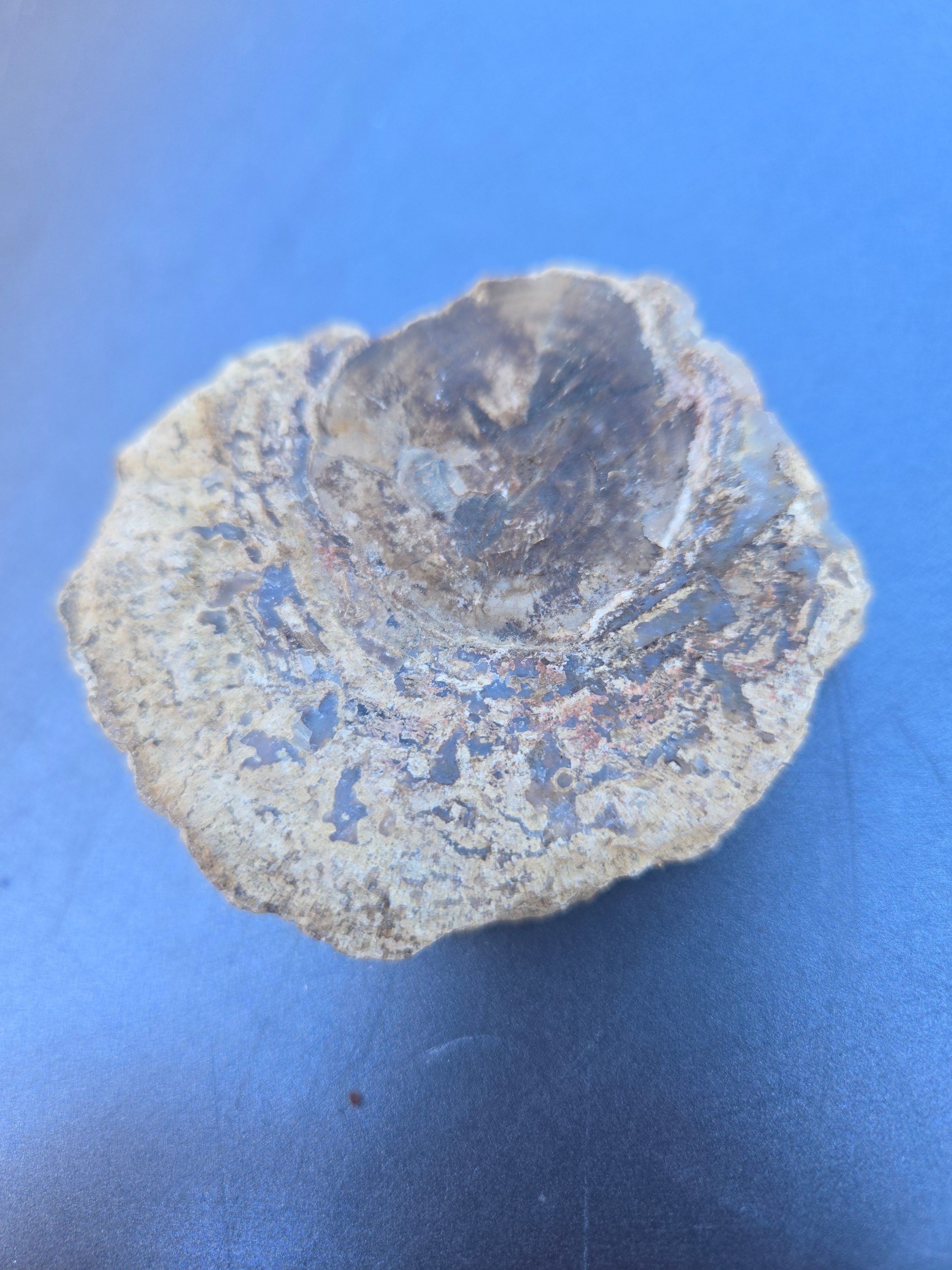 Blue forest petrified wood