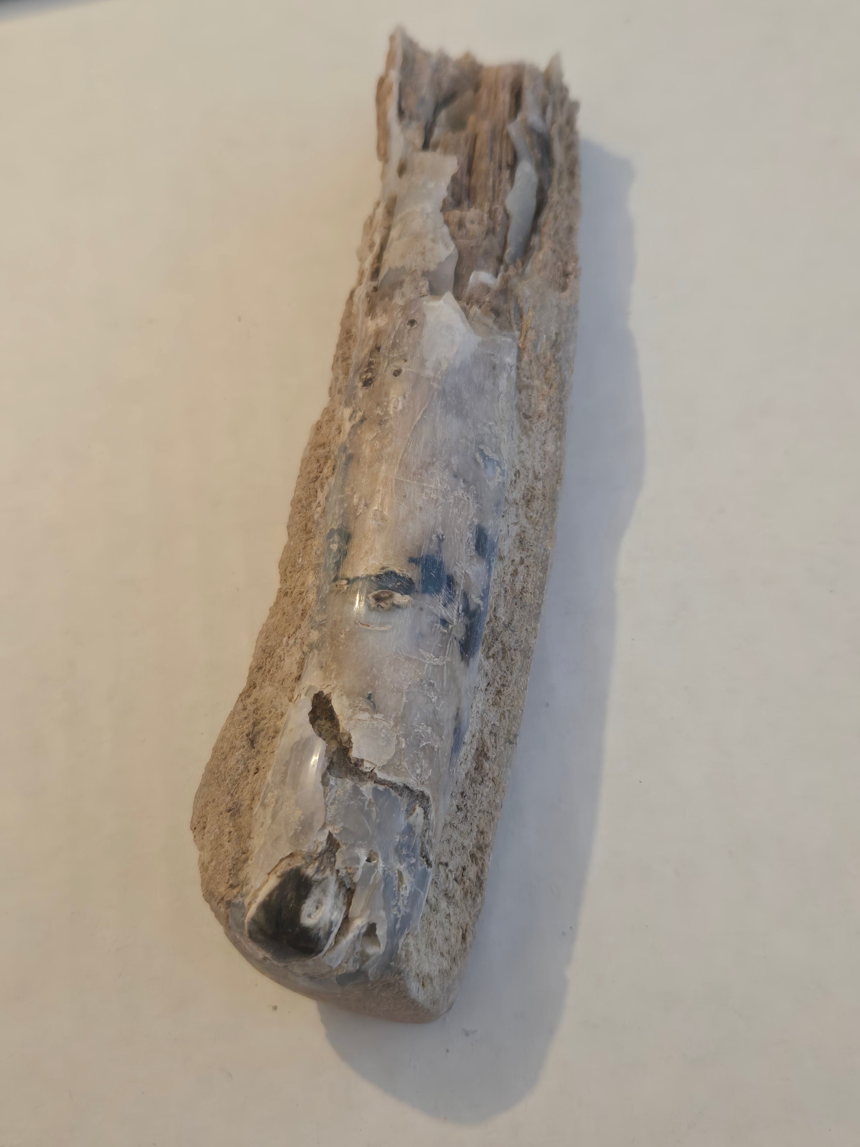 Blue Forest petrified wood