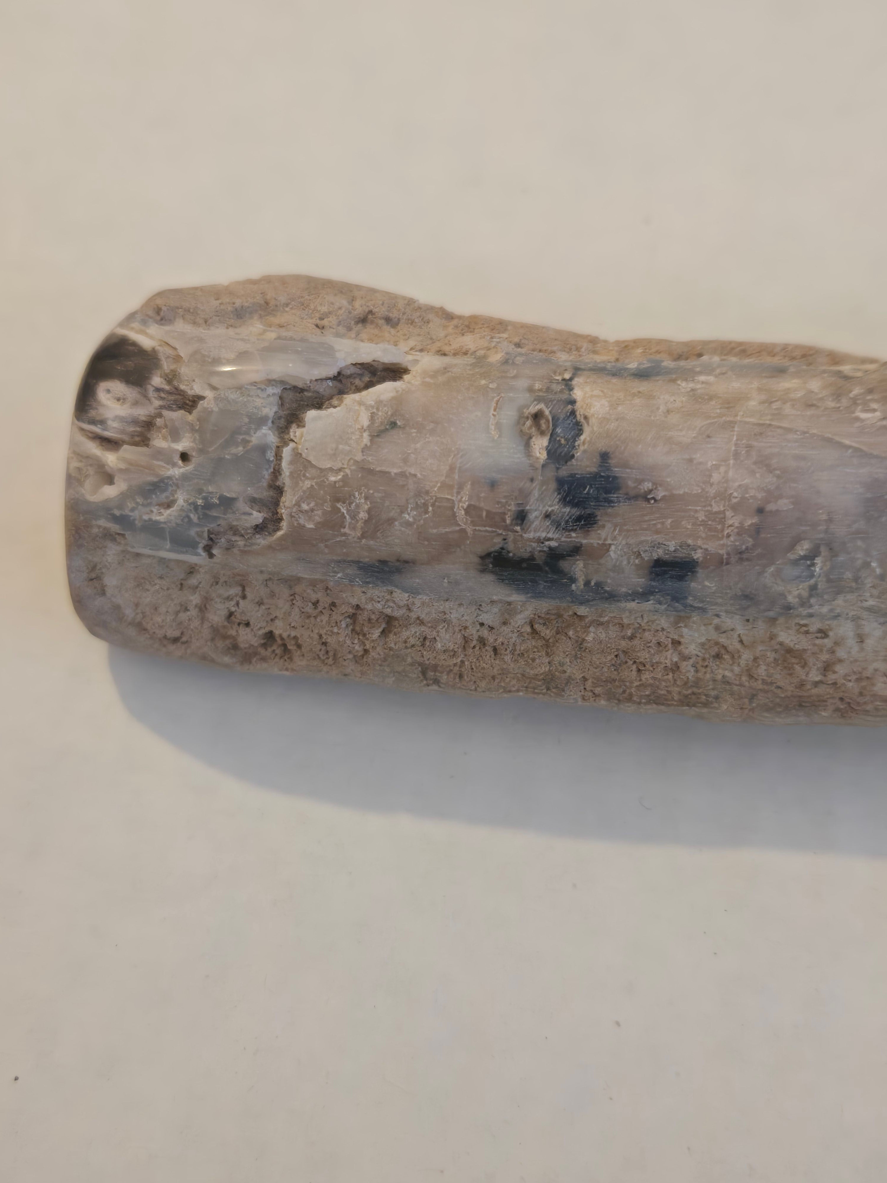 Blue Forest petrified wood