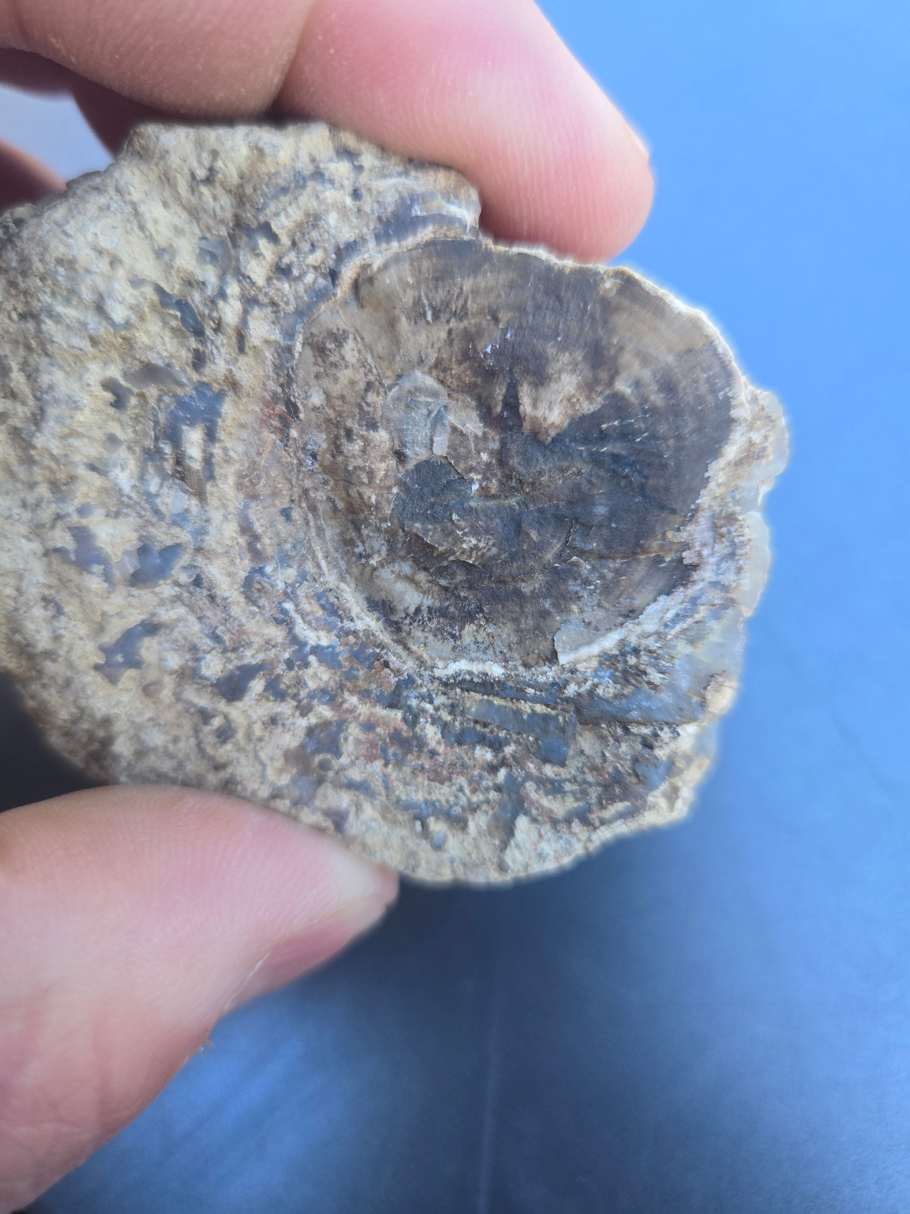 Blue forest petrified wood