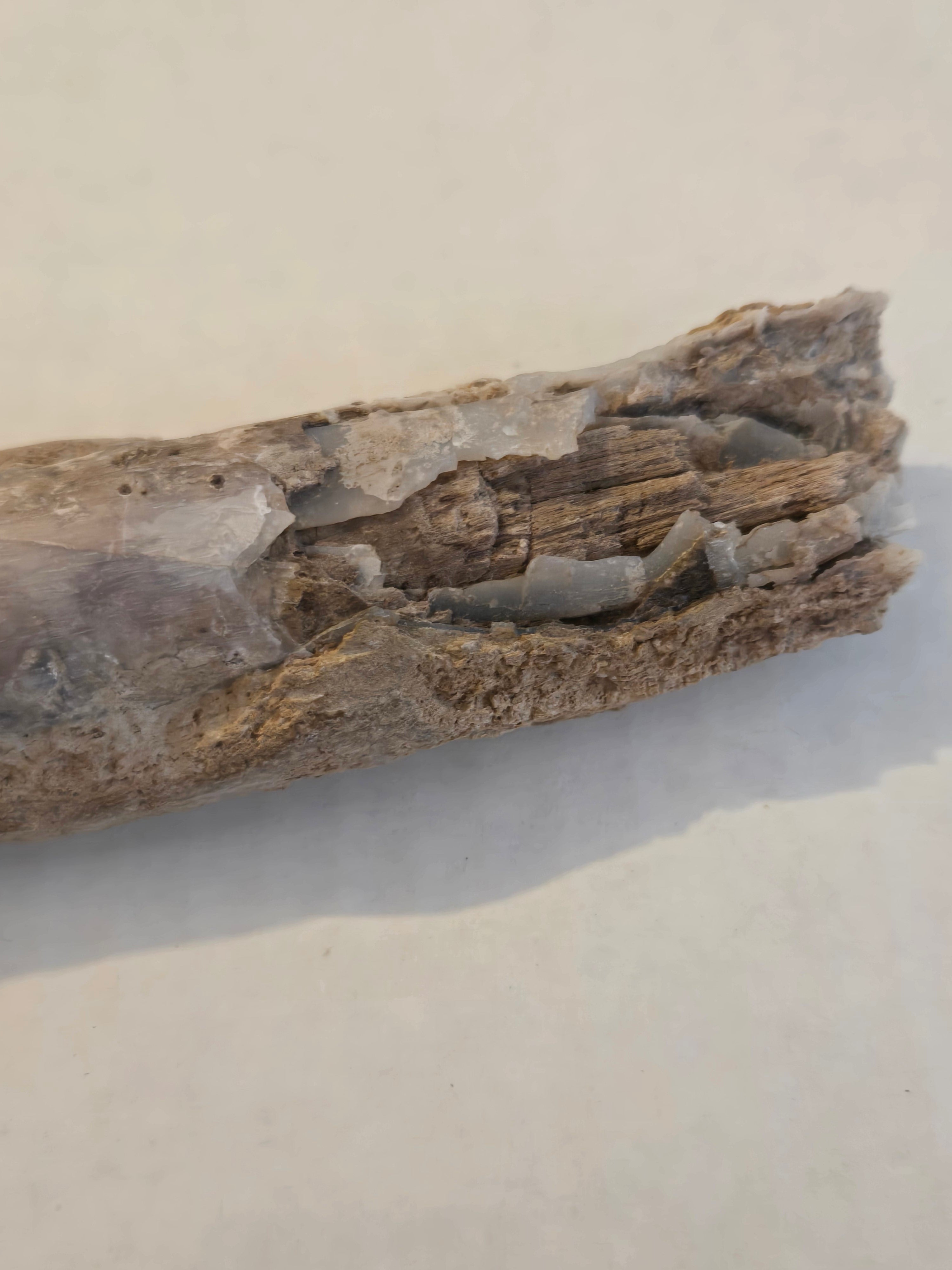 Blue Forest petrified wood