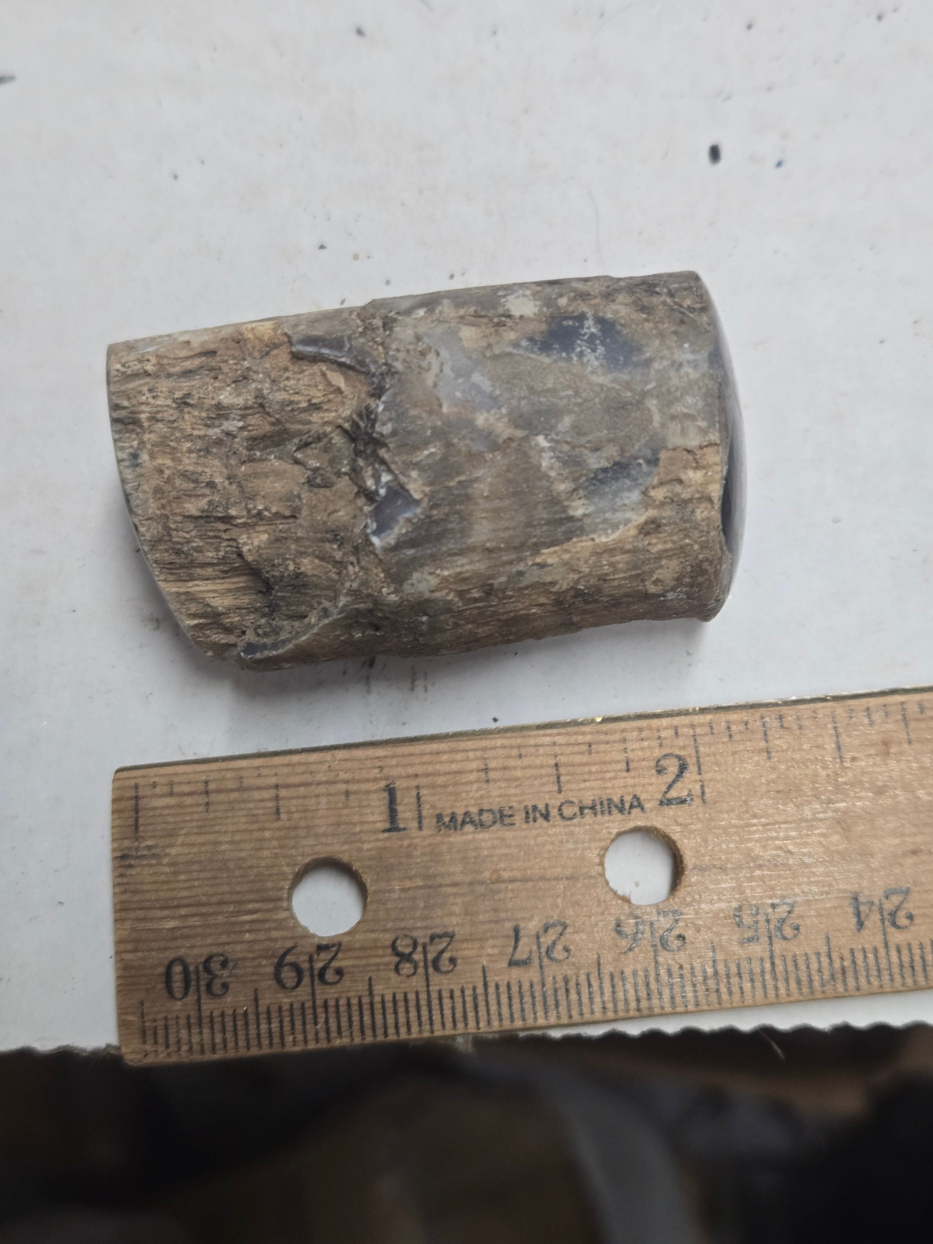 Blue Forest petrified wood
