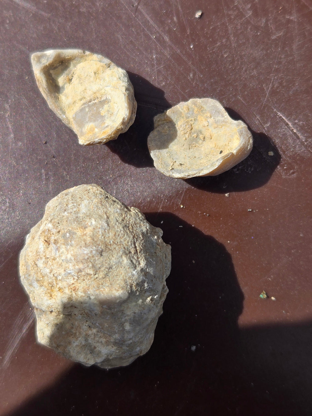 Brachiopod