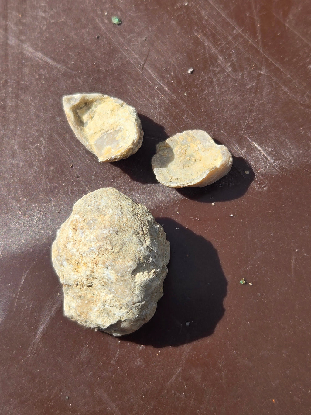 Brachiopod