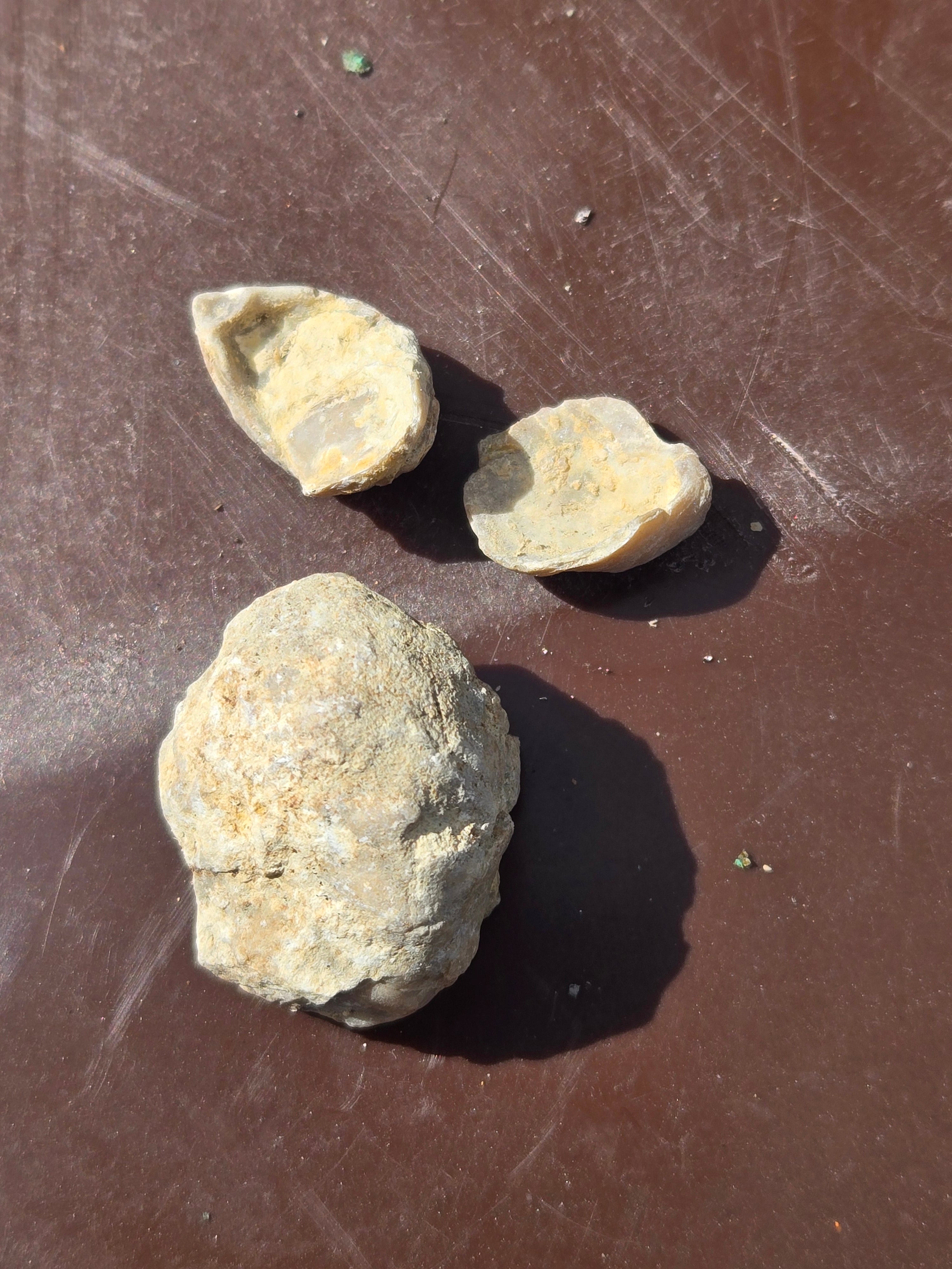 Brachiopod