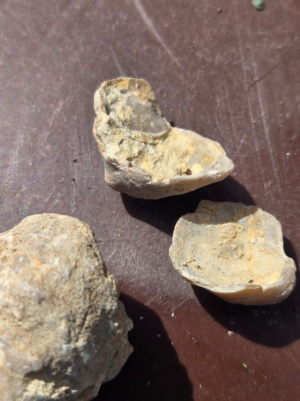 Brachiopod