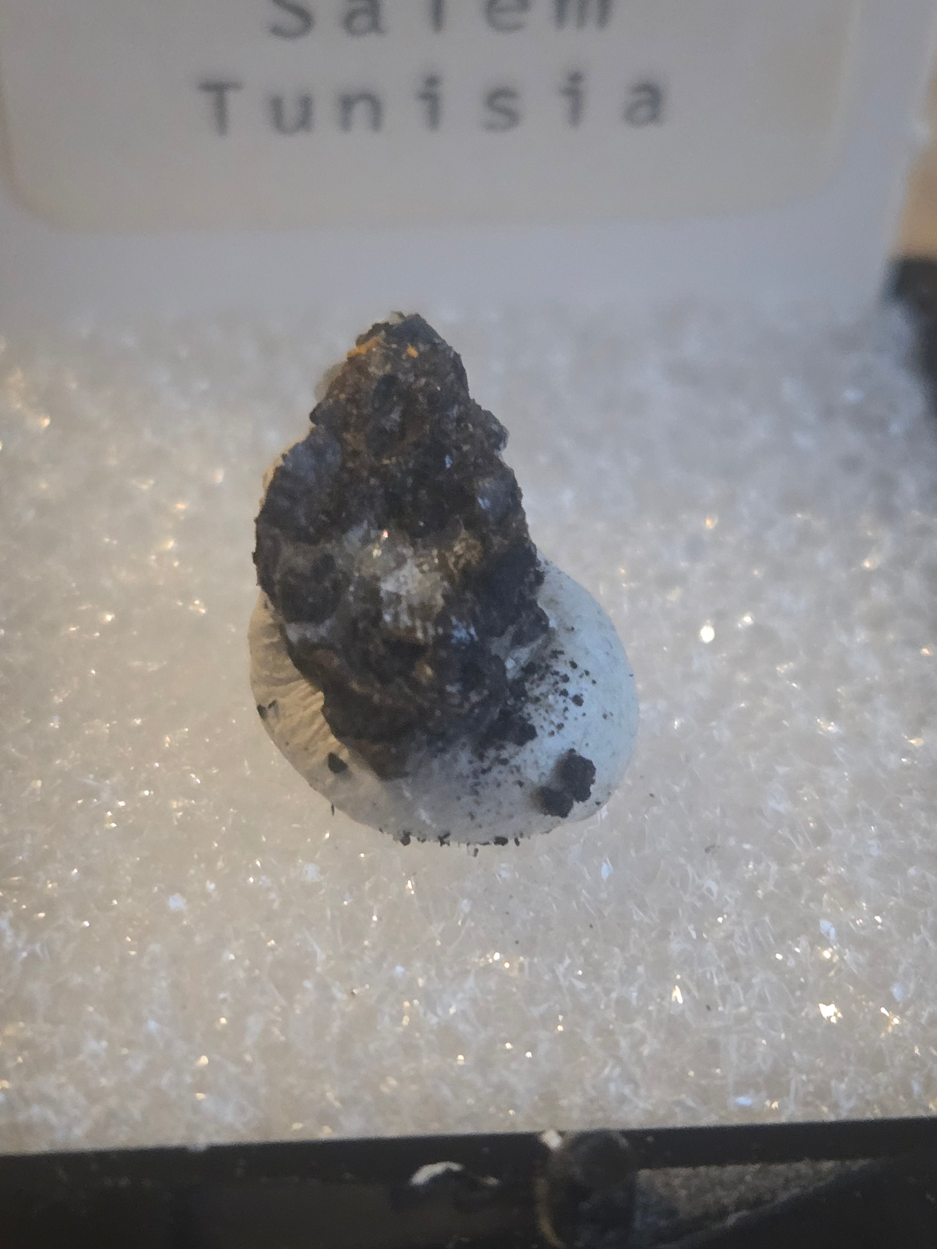 Cesarolite