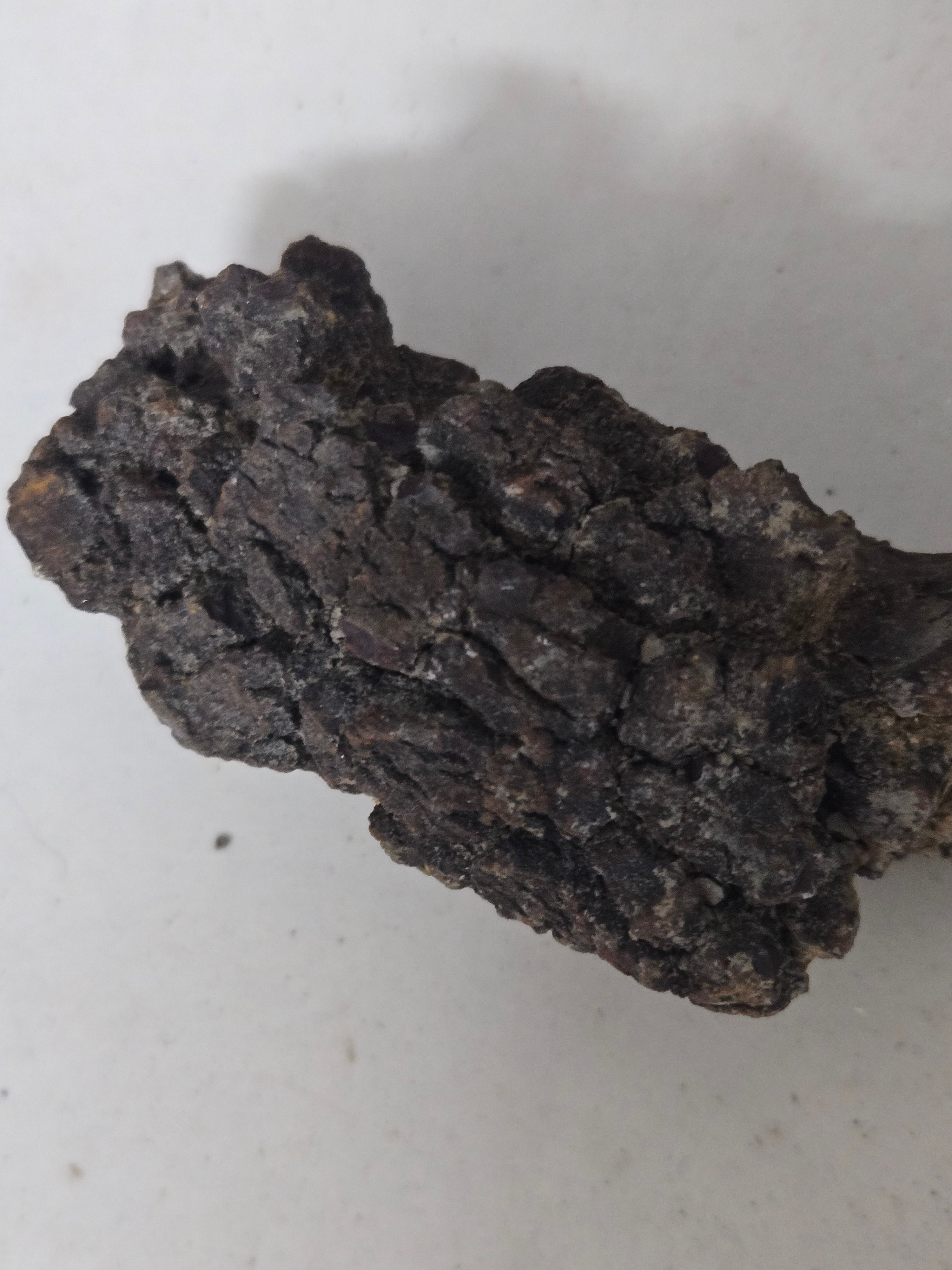 Coprolite