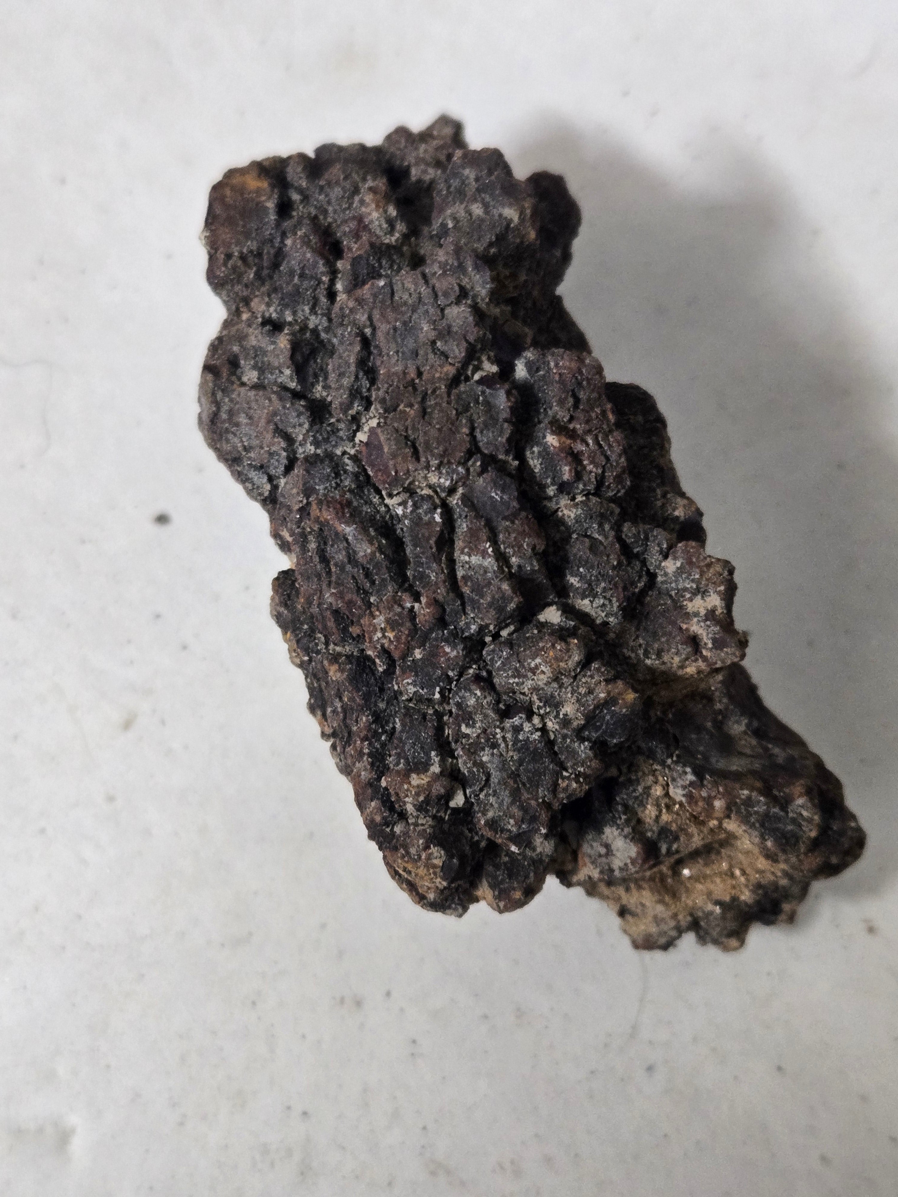 Coprolite