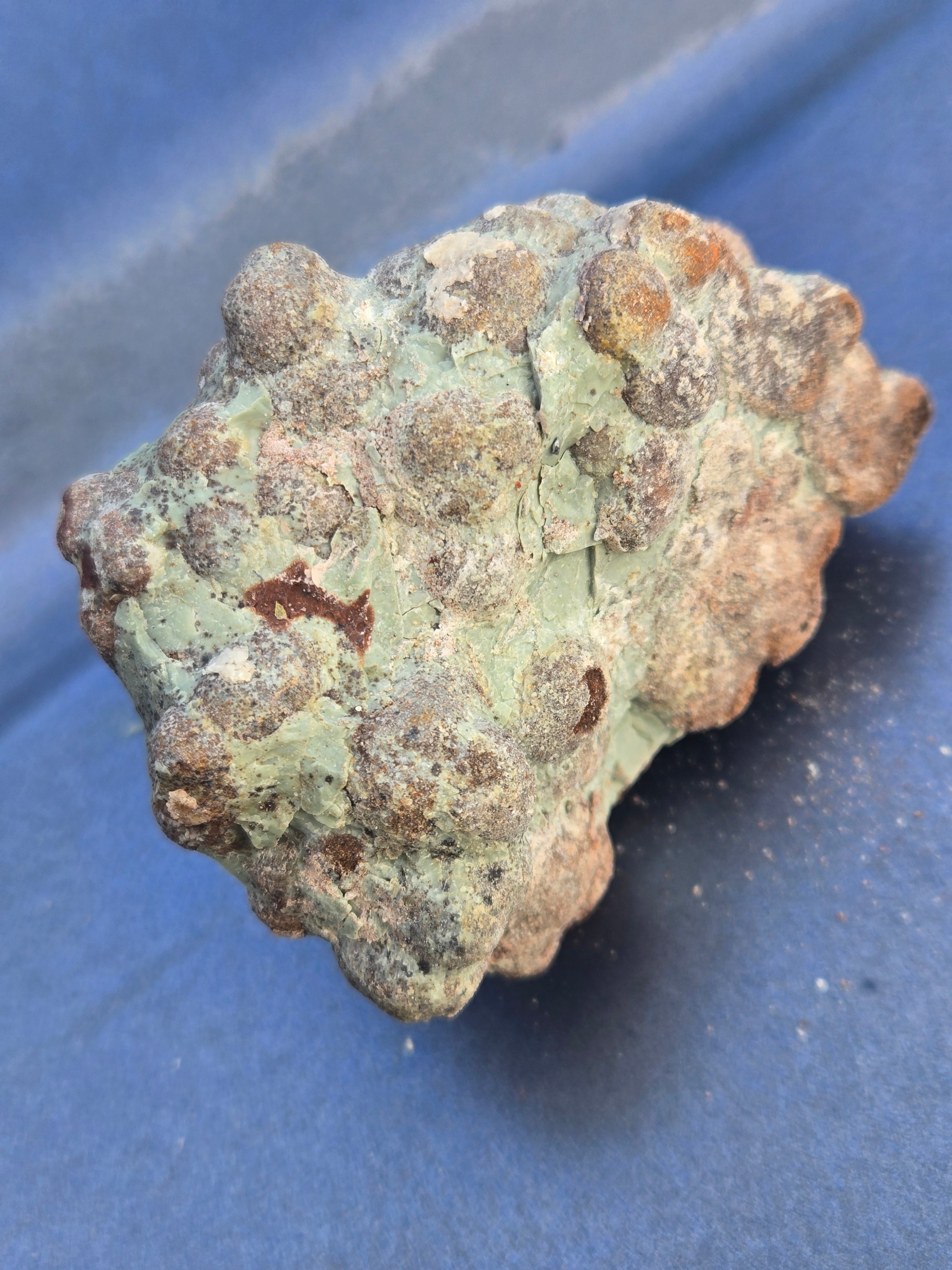Coprolite dinosaur poop