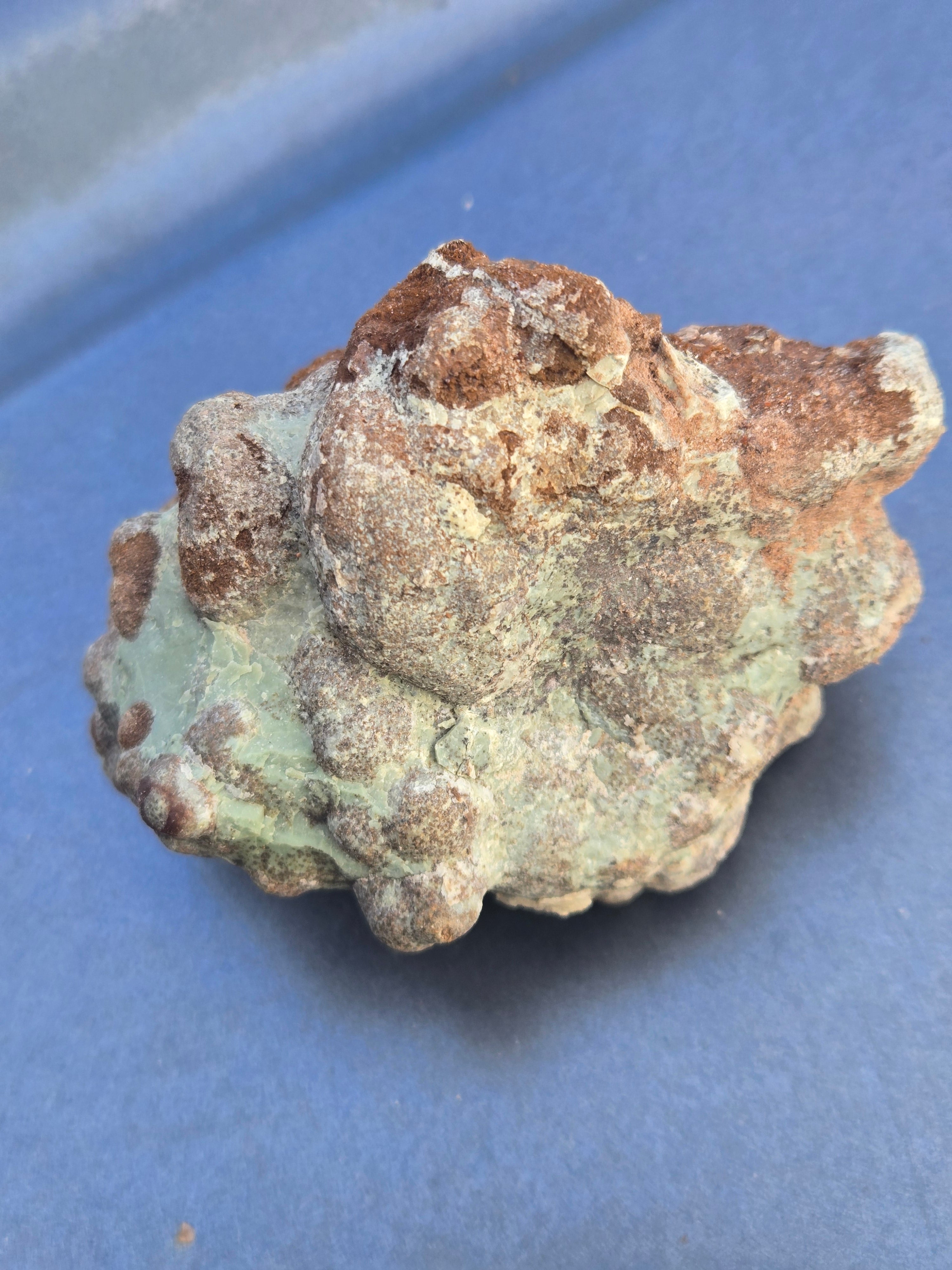Coprolite dinosaur poop