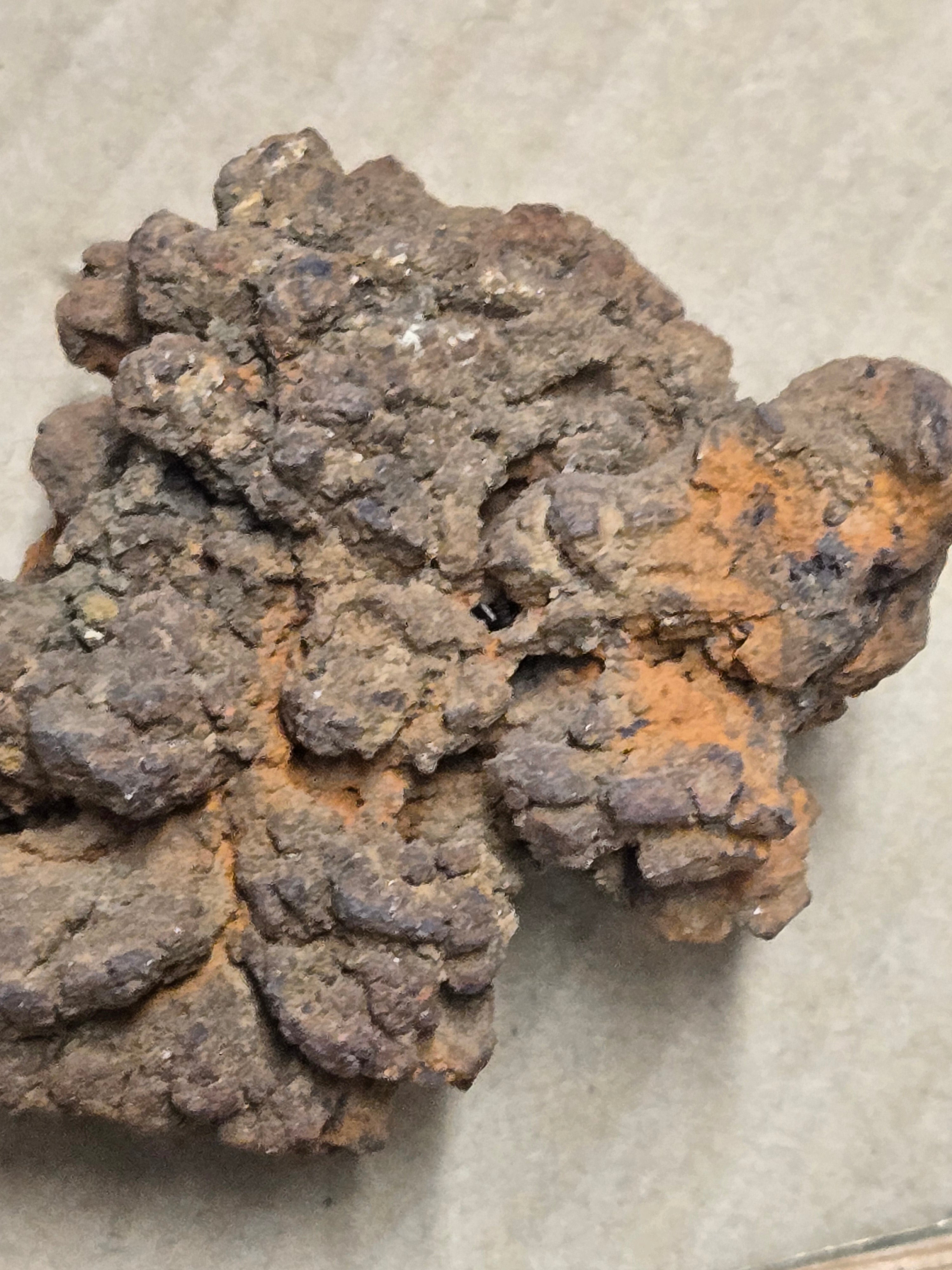 Coprolite poop