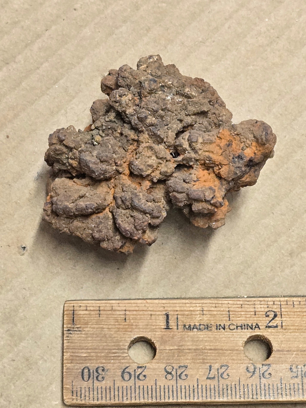 Coprolite poop