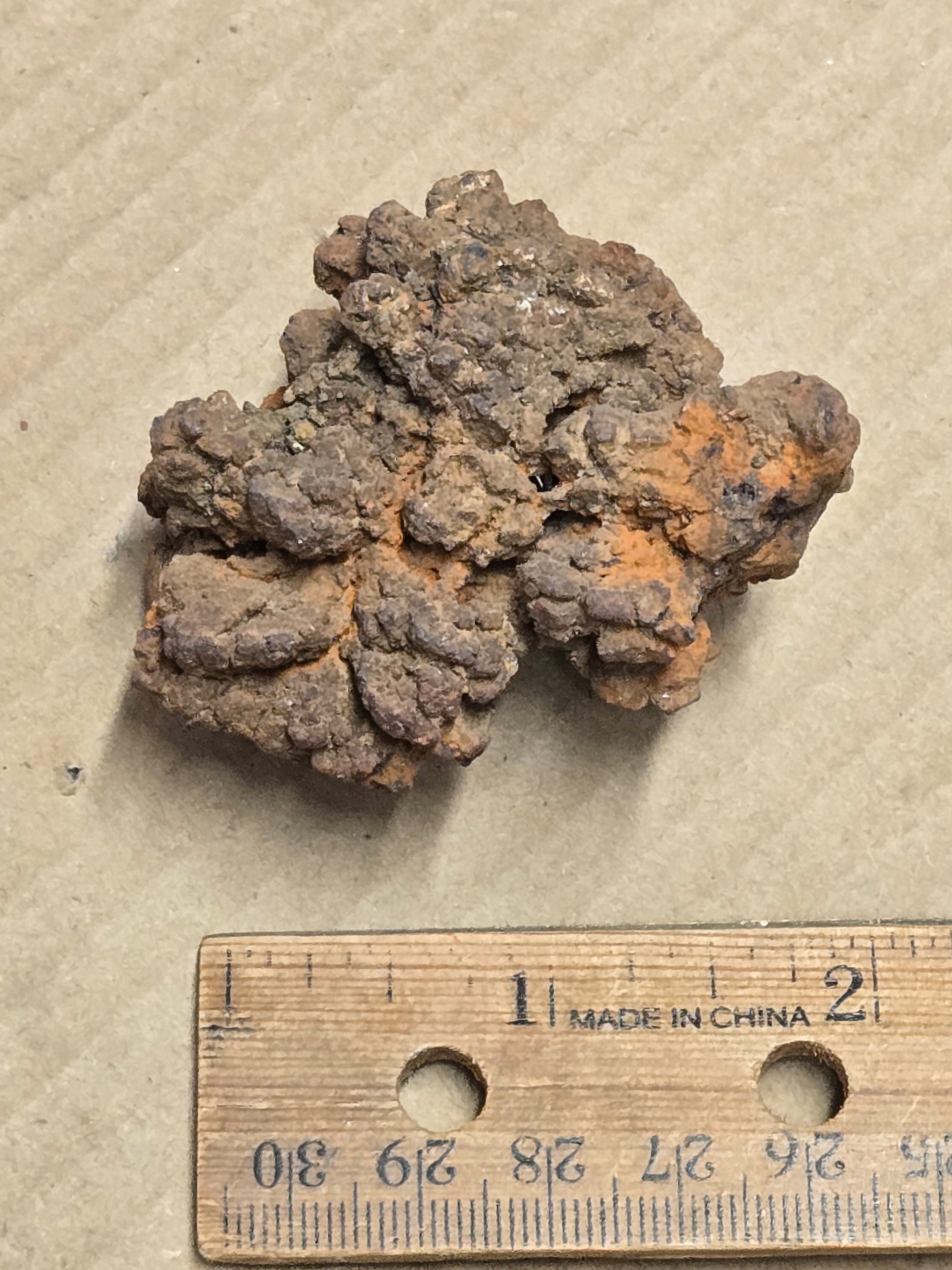 Coprolite poop
