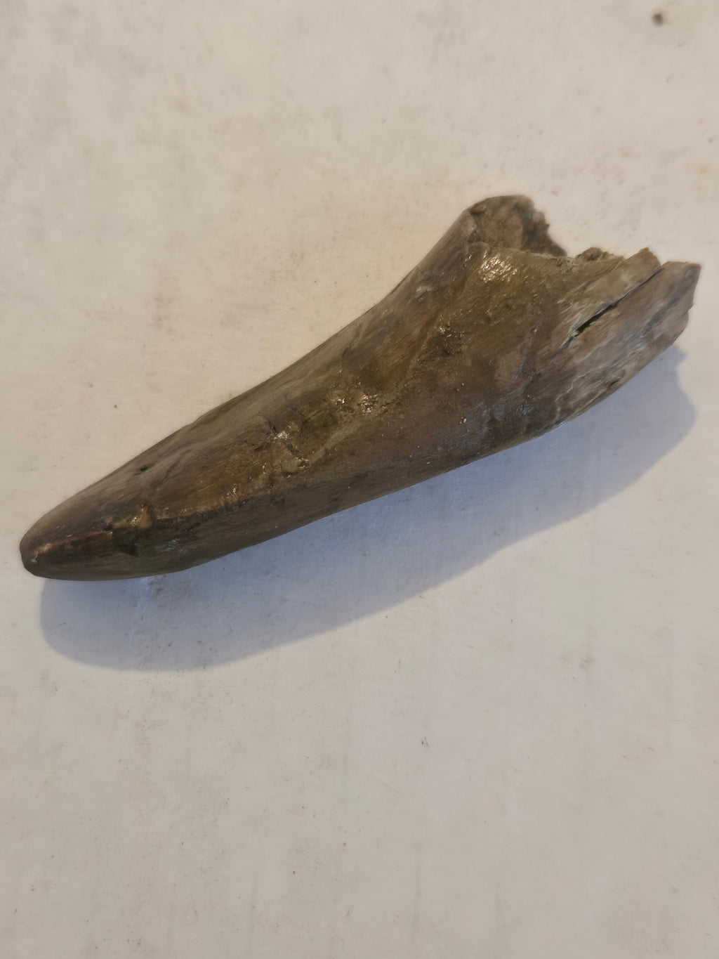 Daspletosaurus Tooth - Adam's Minerals LLC