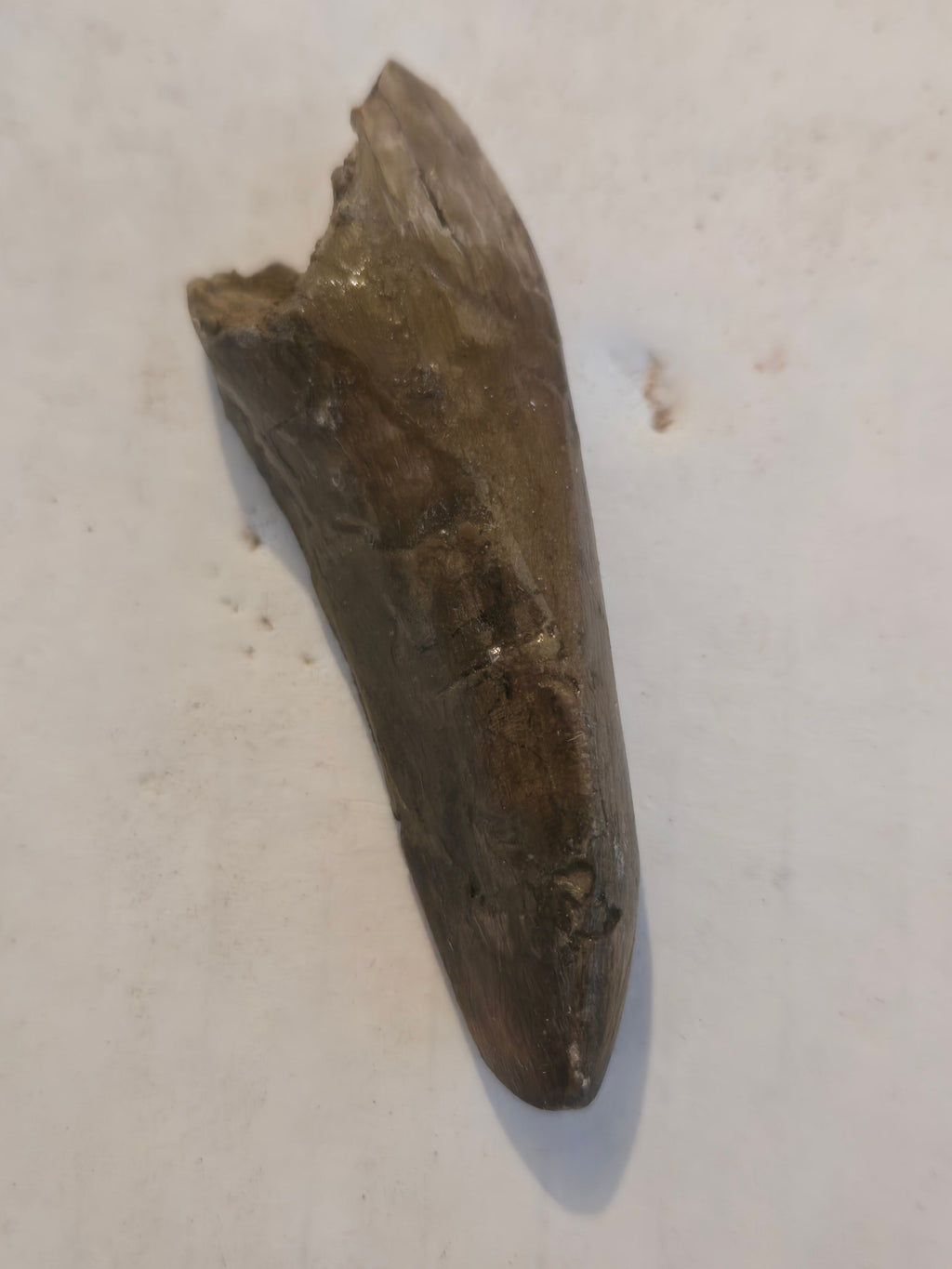Daspletosaurus Tooth