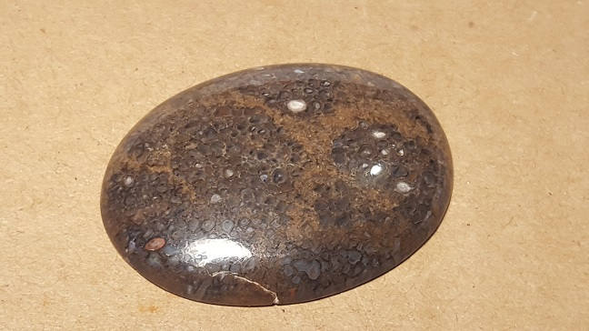 Dino Bone Cabochon