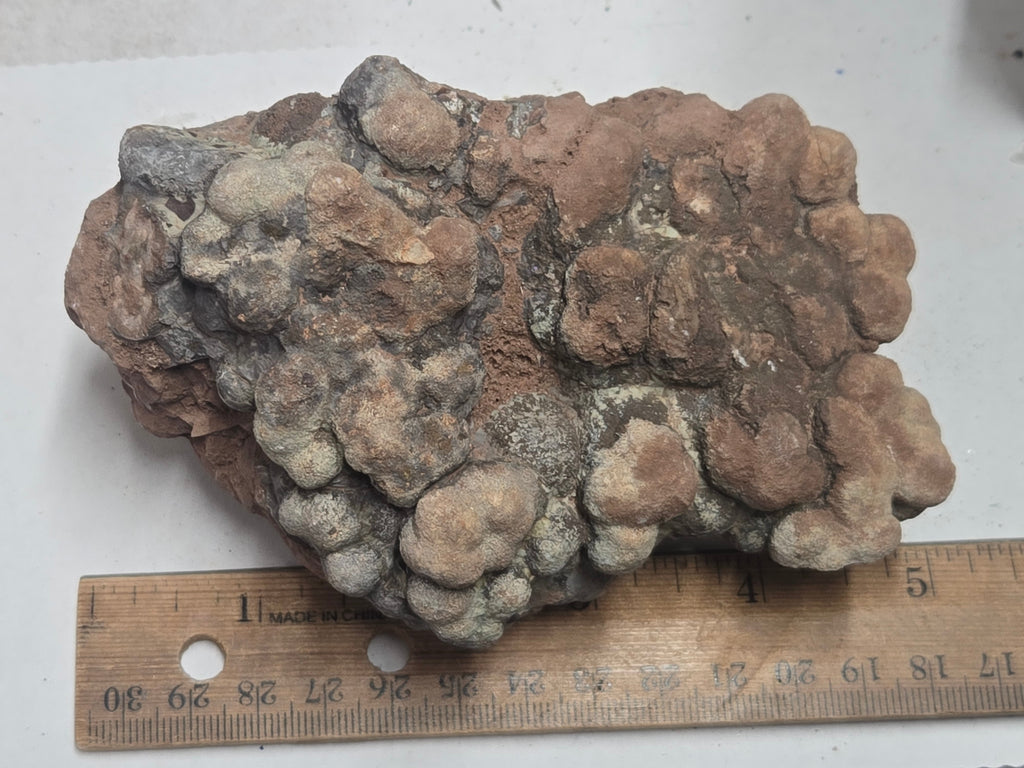Dino poop