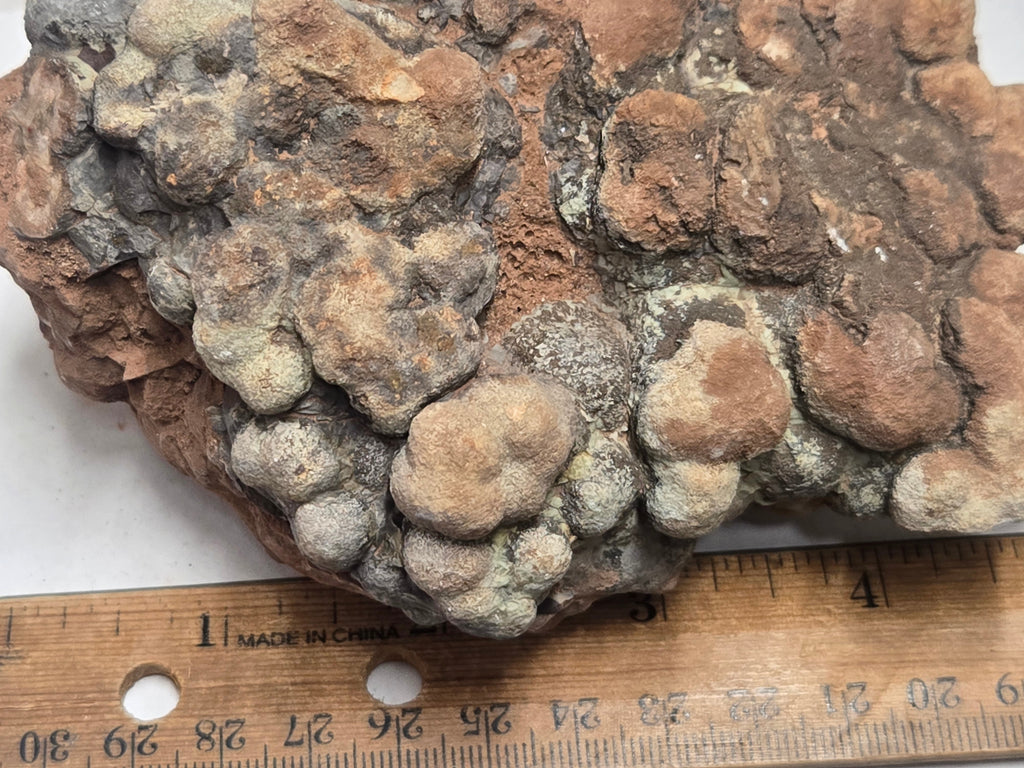 Dino poop