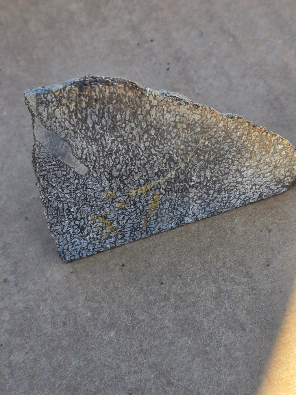 Dinosaur bone
