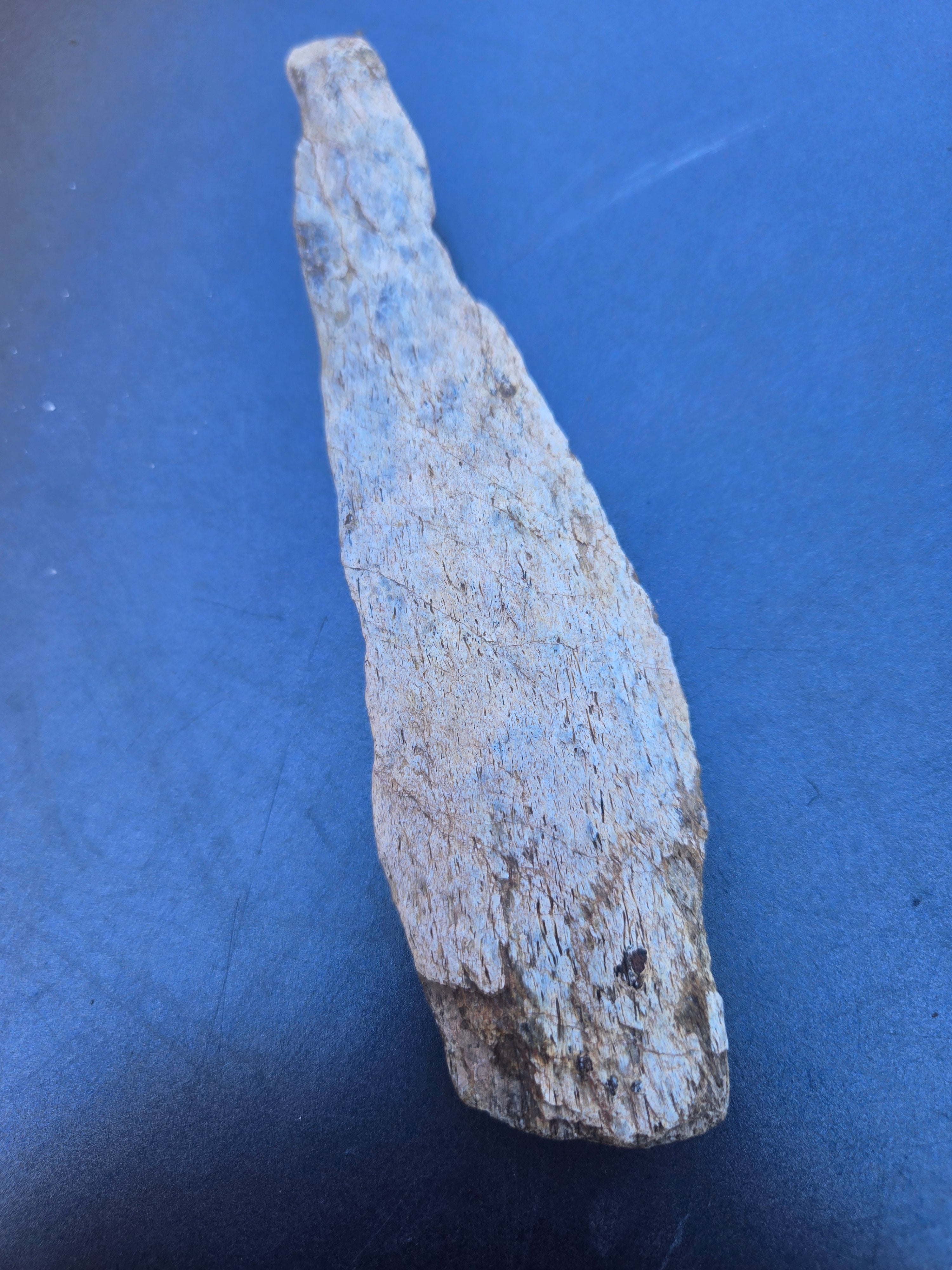 Dinosaur bone