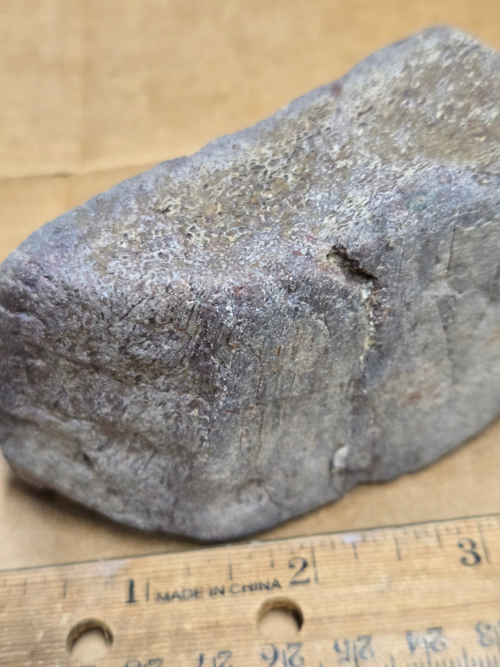 Dinosaur bone