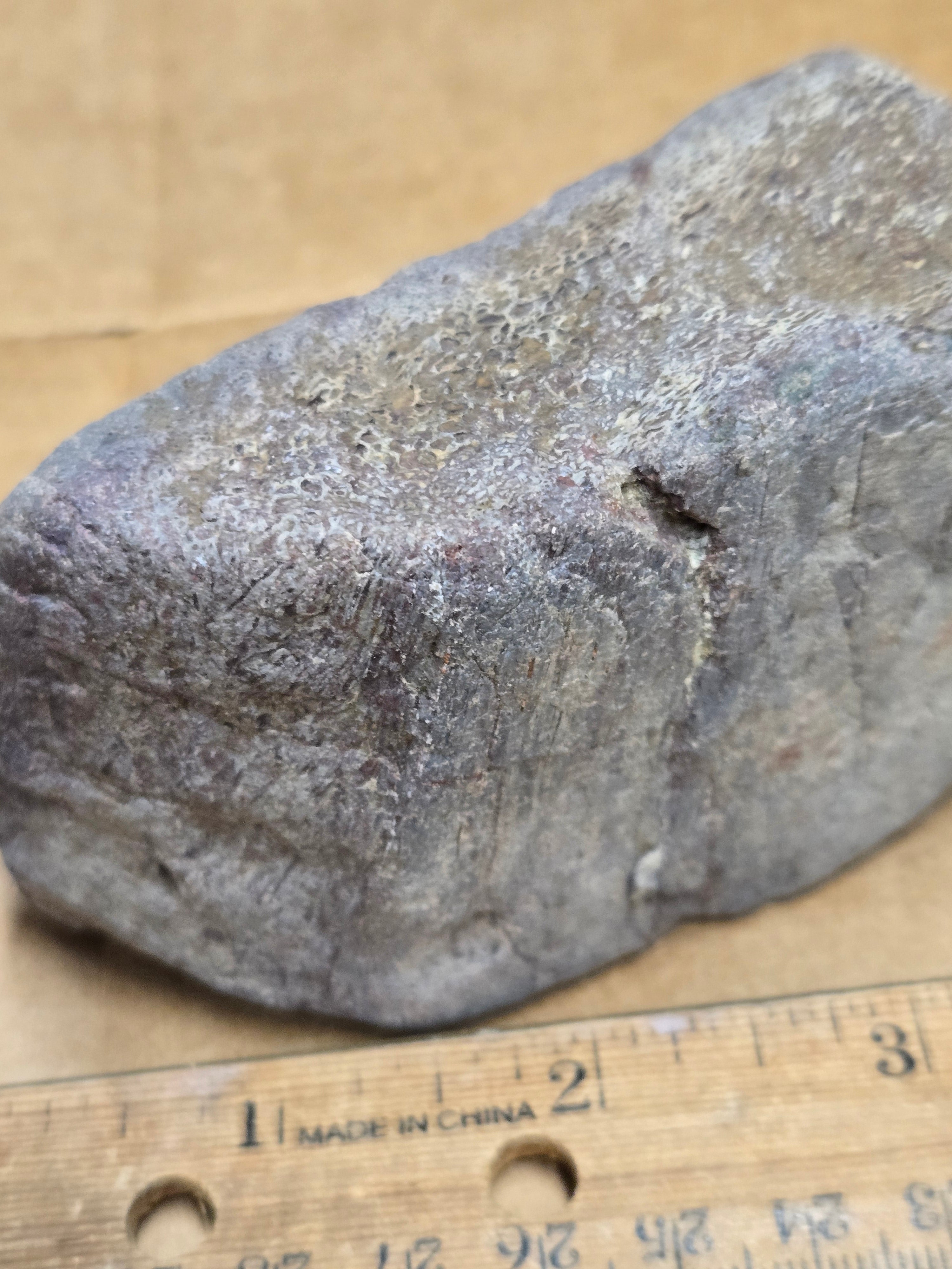 Dinosaur bone