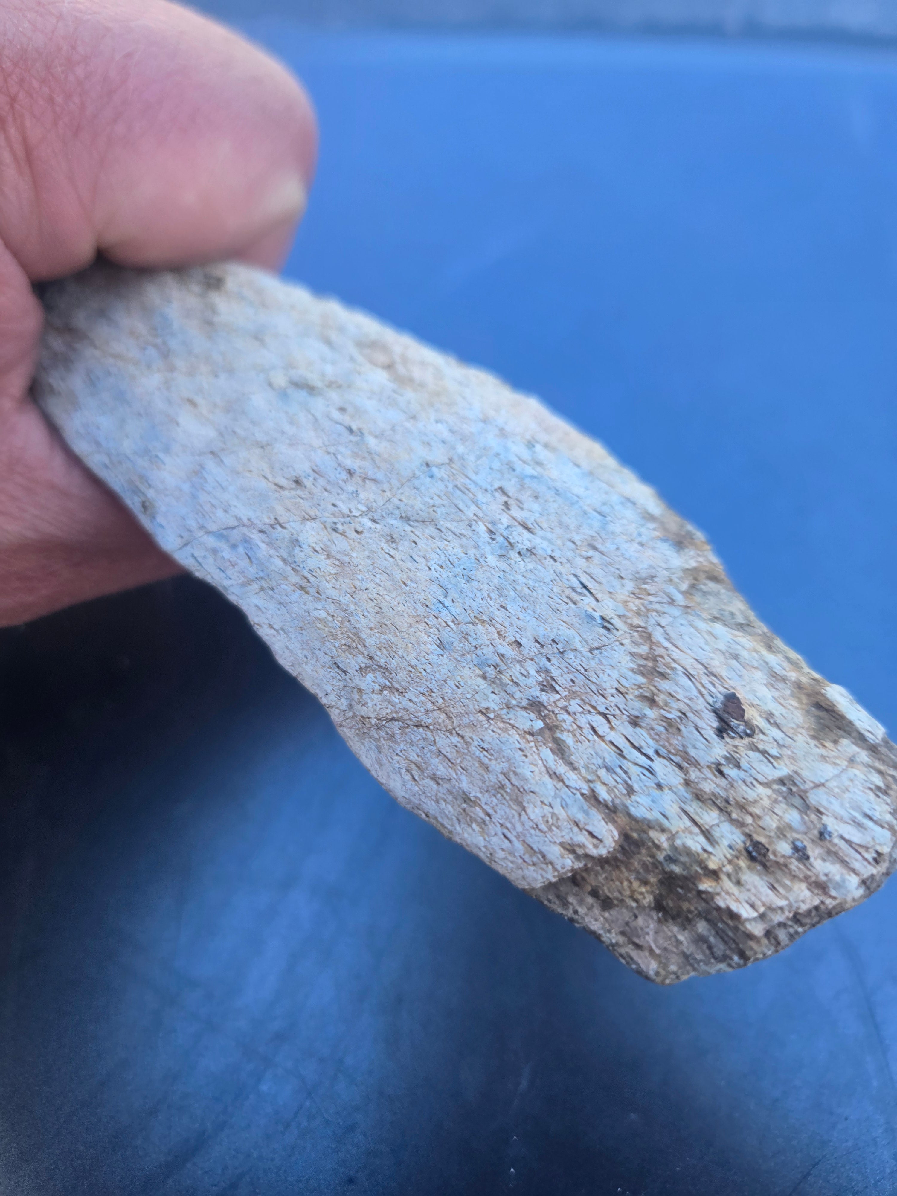 Dinosaur bone