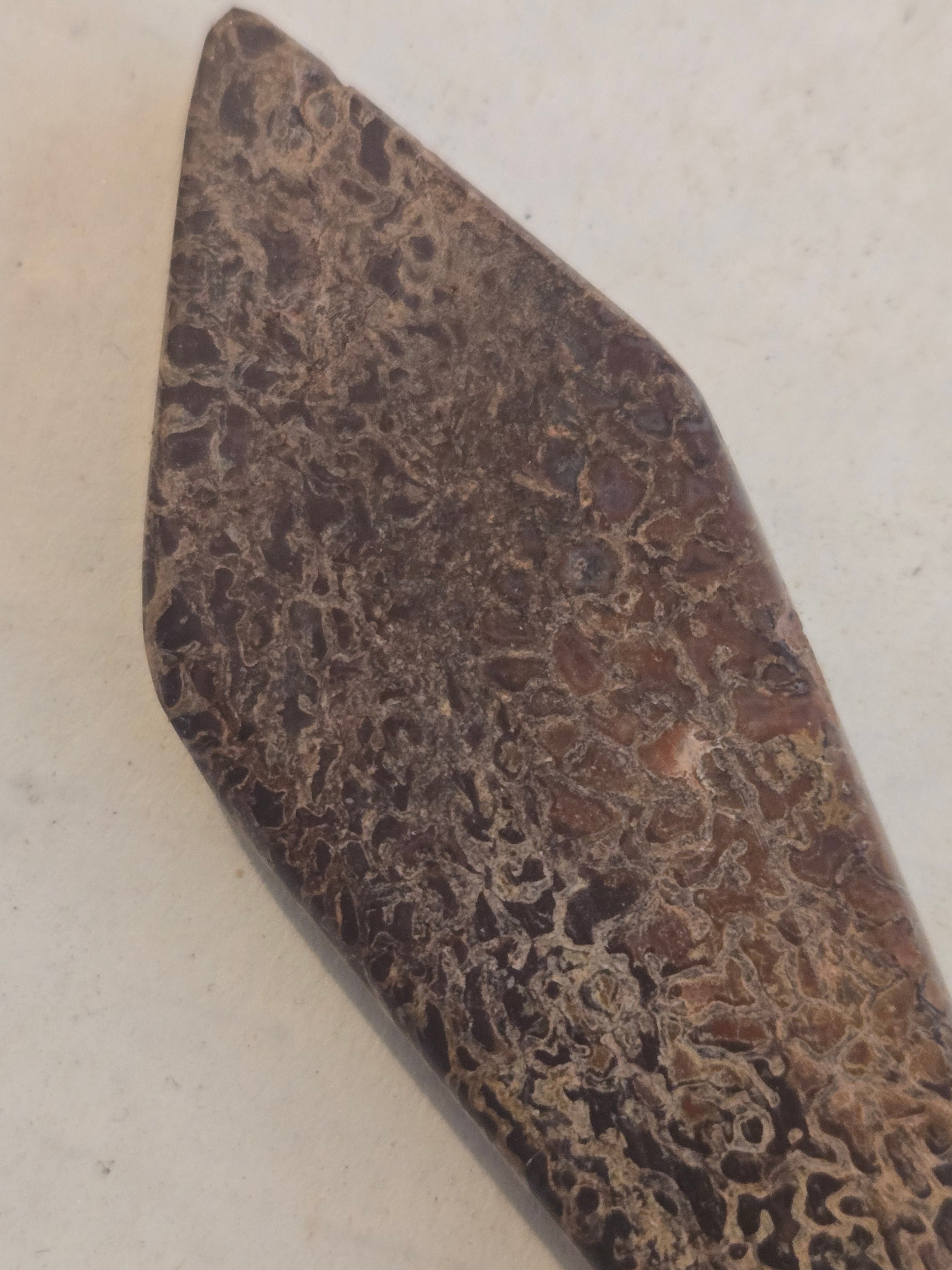 Dinosaur bone