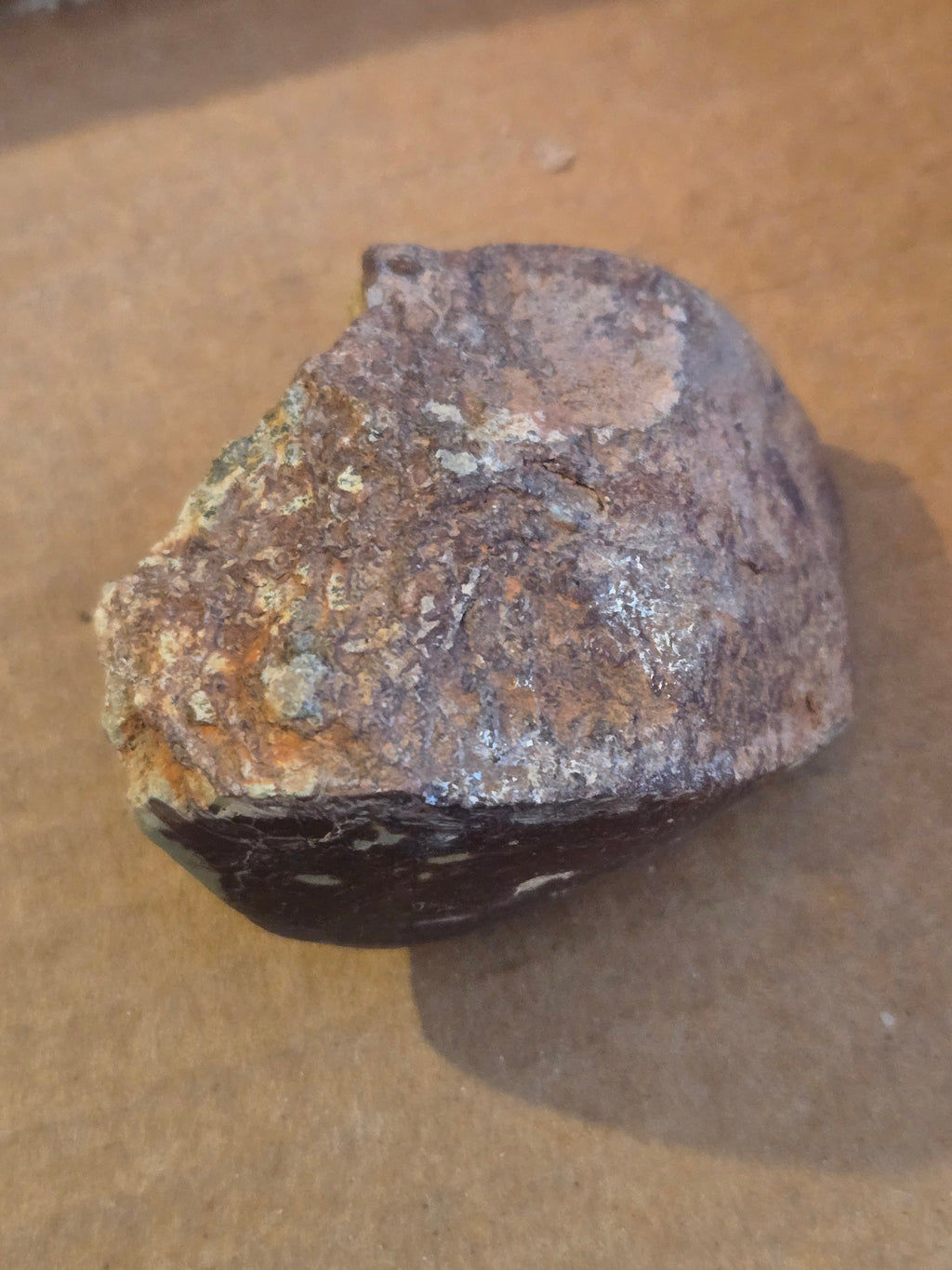 Dinosaur bone