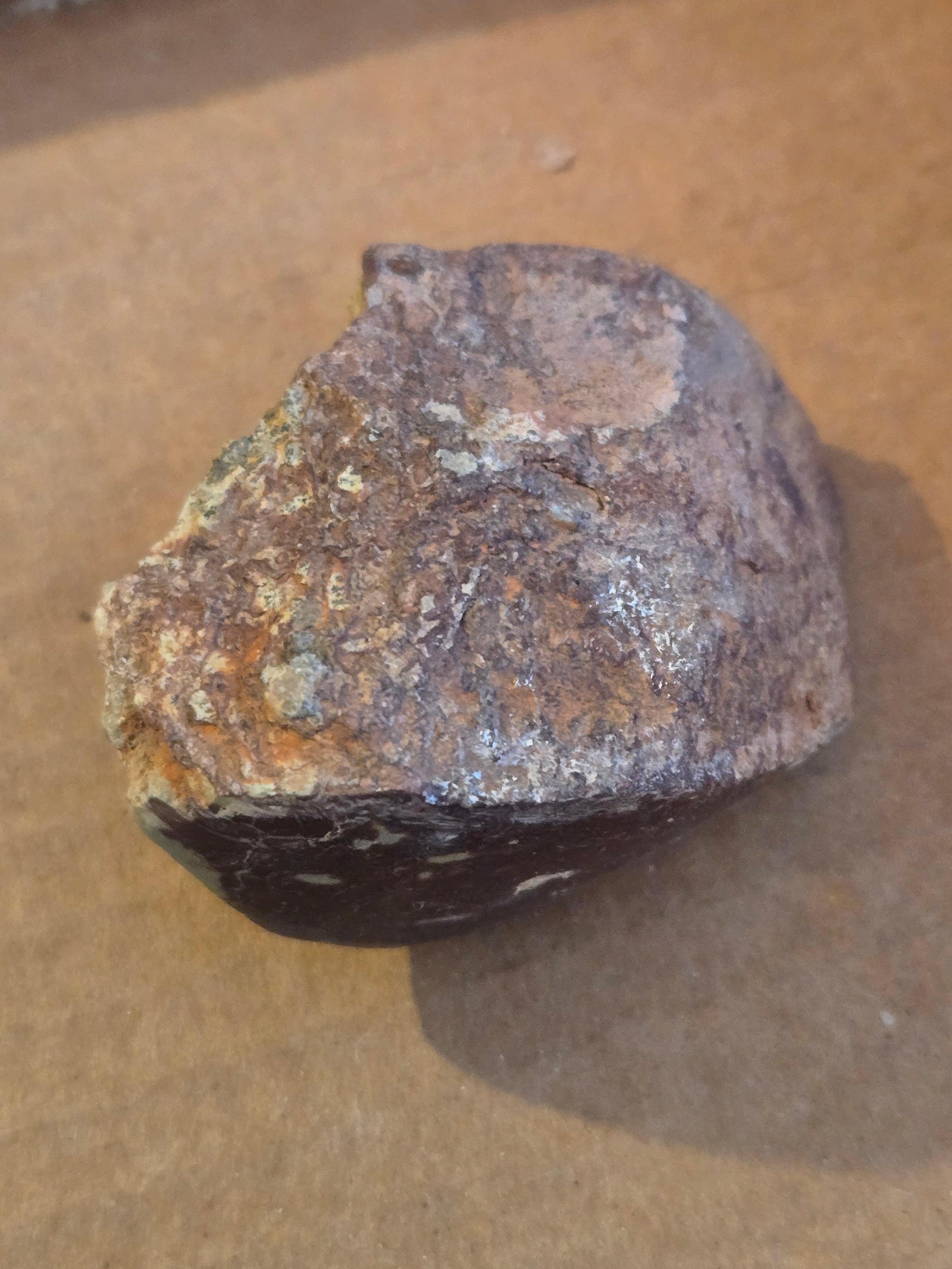 Dinosaur bone