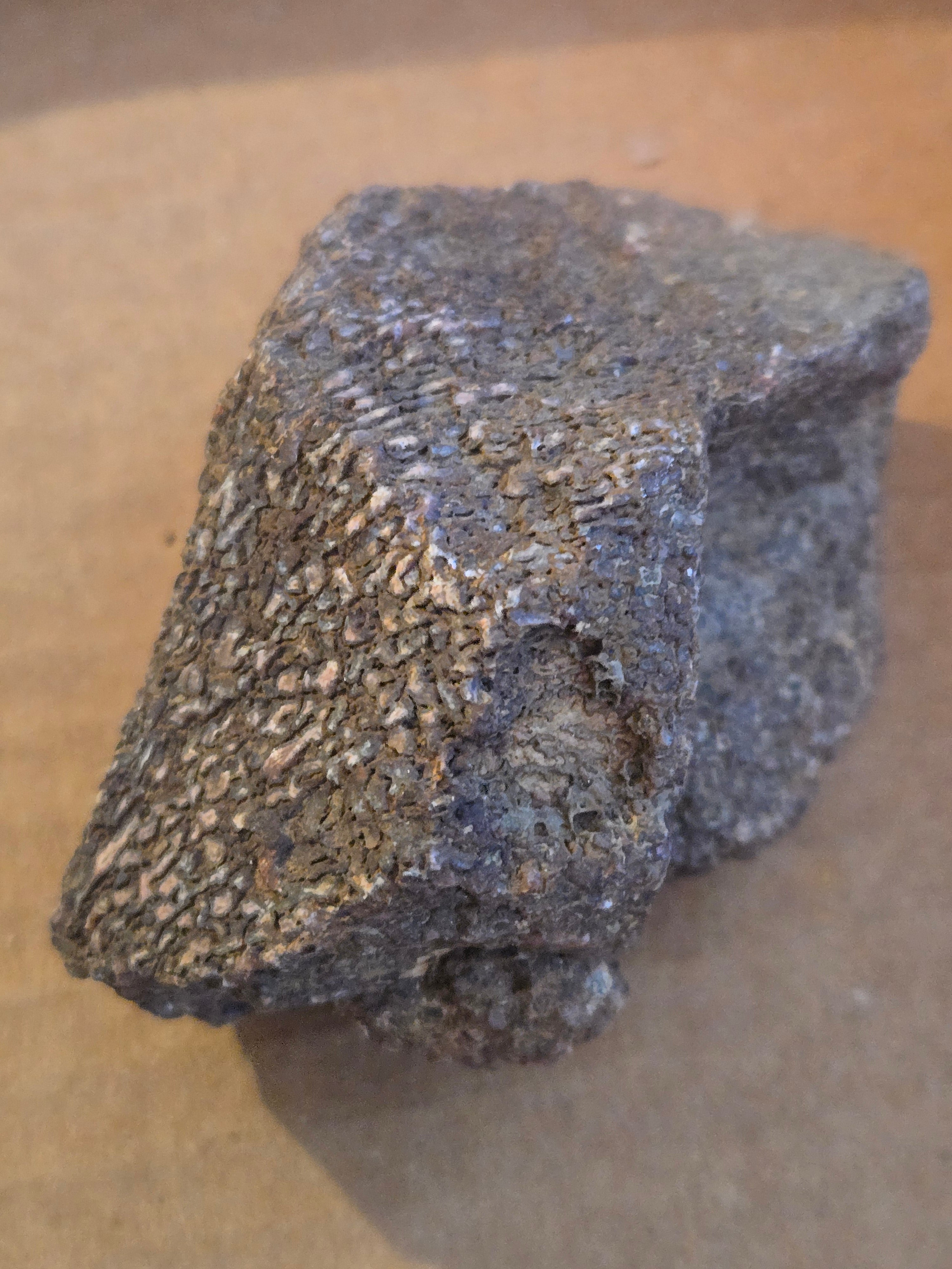 Dinosaur bone