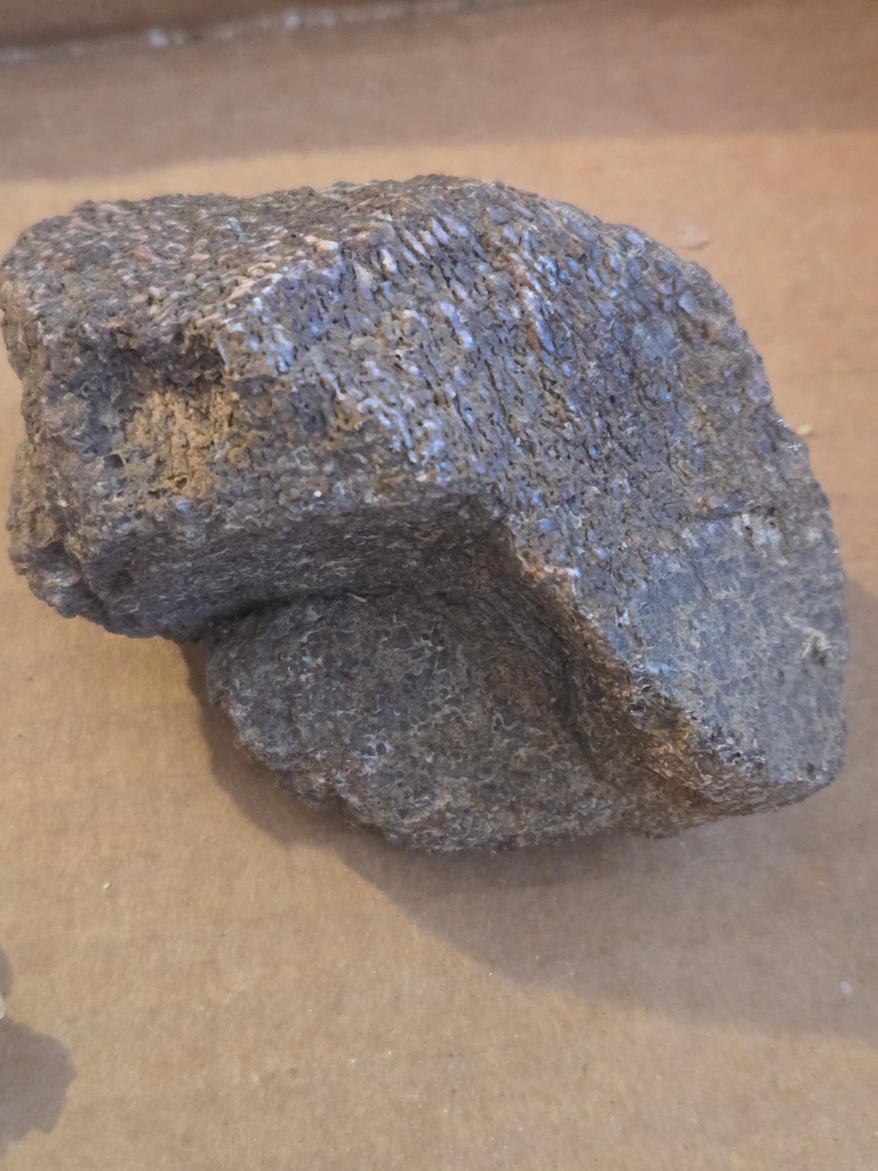 Dinosaur bone