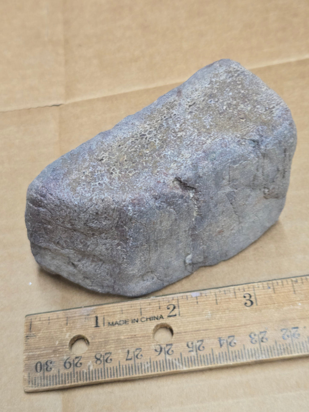 Dinosaur bone
