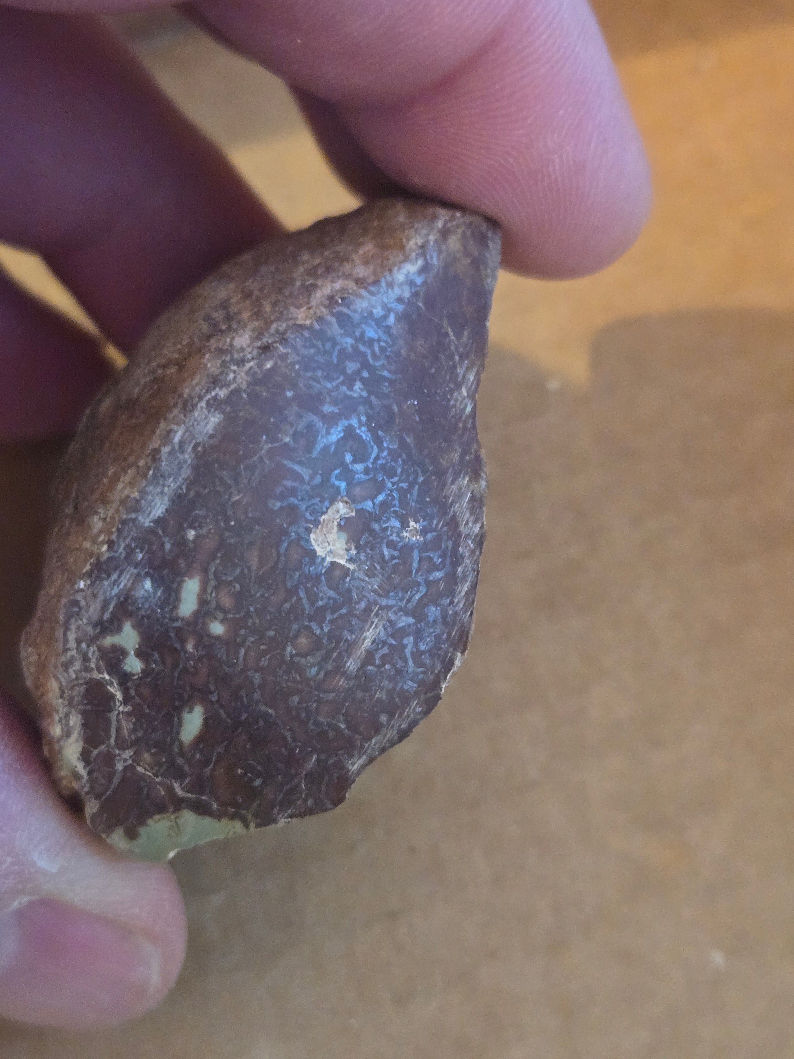 Dinosaur bone