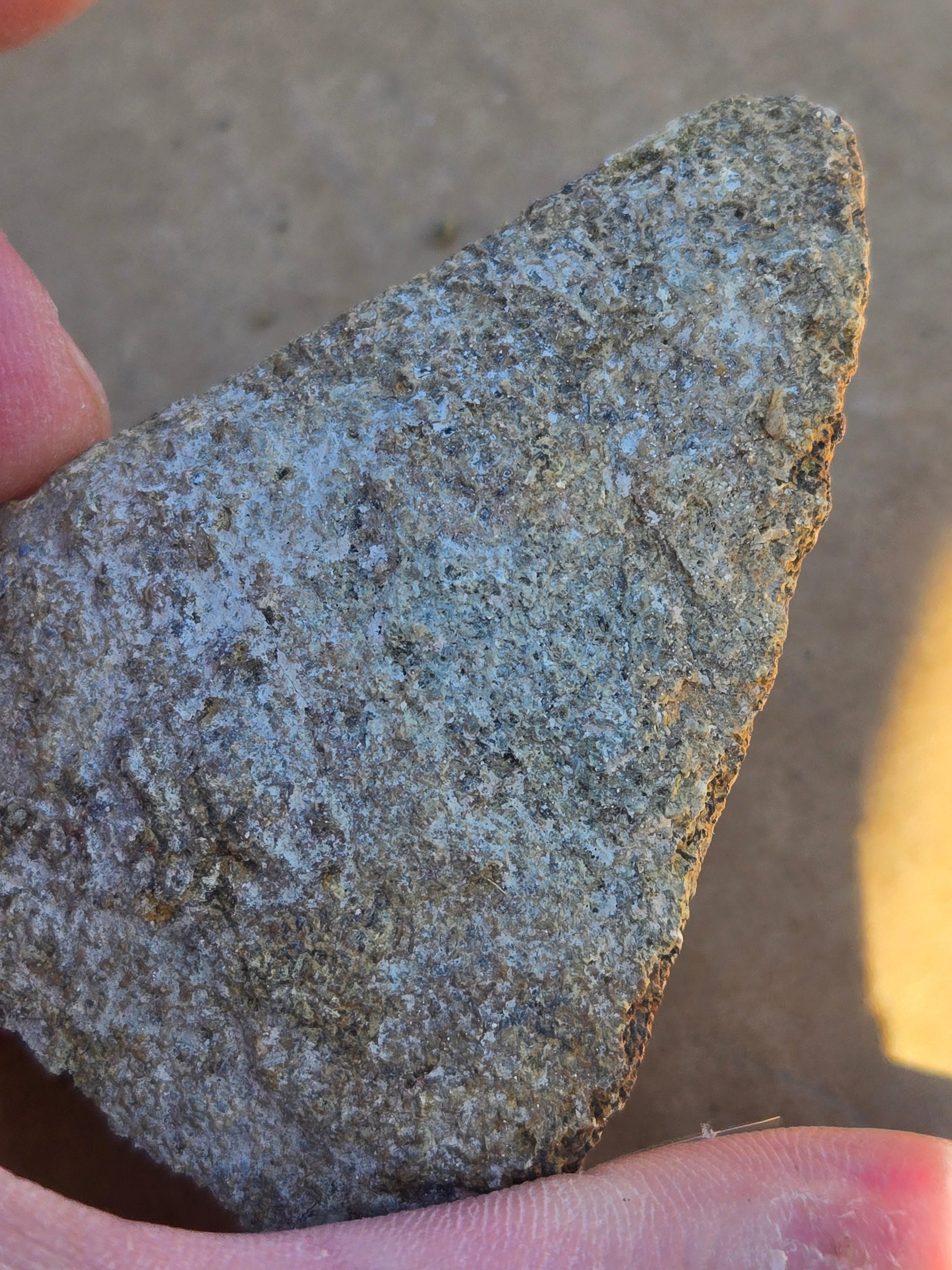 Dinosaur bone